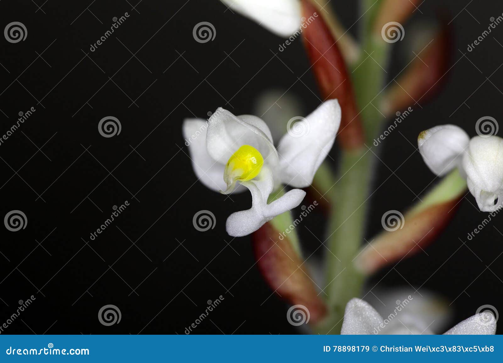 A Flor Da Orquídea Ludisia Descolora-se Imagem de Stock - Imagem de bonito,  flor: 78898179