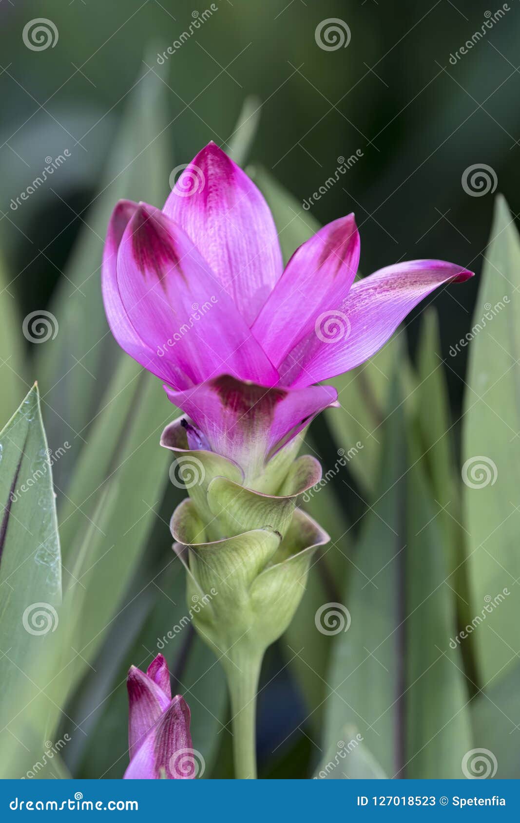 Flor da planta da cúrcuma imagem de stock. Imagem de bonito - 127018523