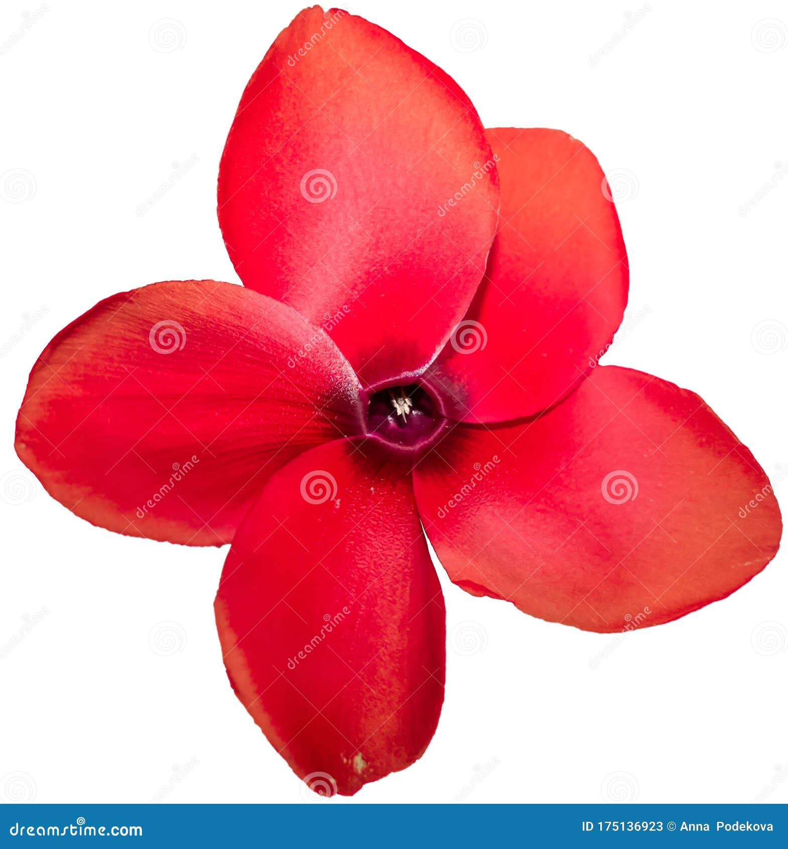 Flor Da Planta Ciclame Floresce Em Grande Cor Vermelha. Vista Frontal.  Arquivo Png Adicional Incluído Imagem de Stock - Imagem de altamente,  vermelho: 175136923