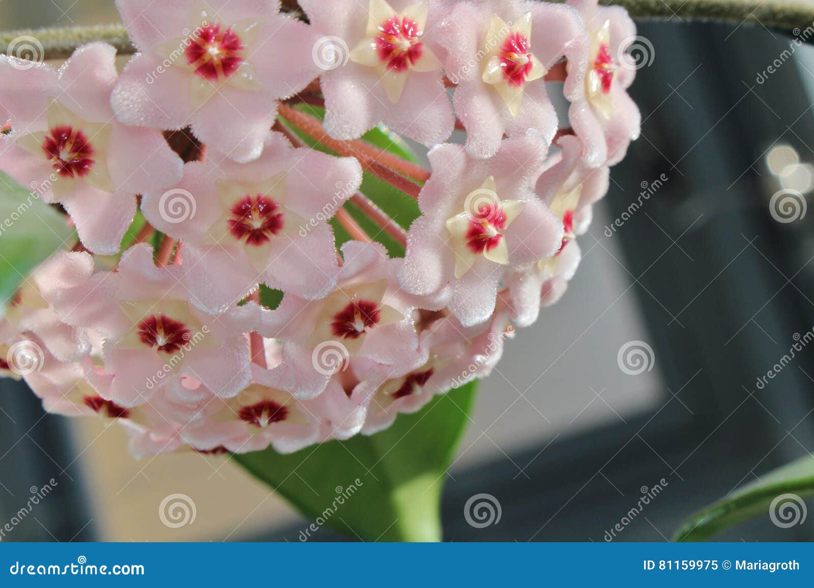 Flor da porcelana imagem de stock. Imagem de cheiros - 81159975 Flor da porcelana imagem de stock. Imagem de cheiros - 81159975
