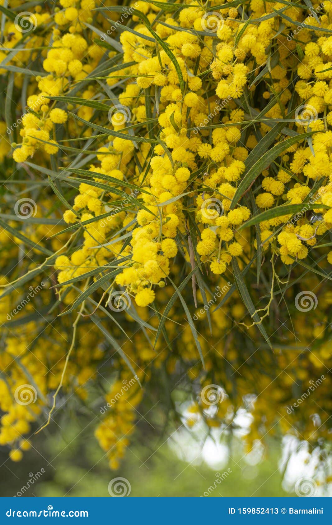 Flor Da Primavera De Acacia Dealbata Ou Mimosa Amarela Na Grécia Imagem de  Stock - Imagem de exterior, folha: 159852413