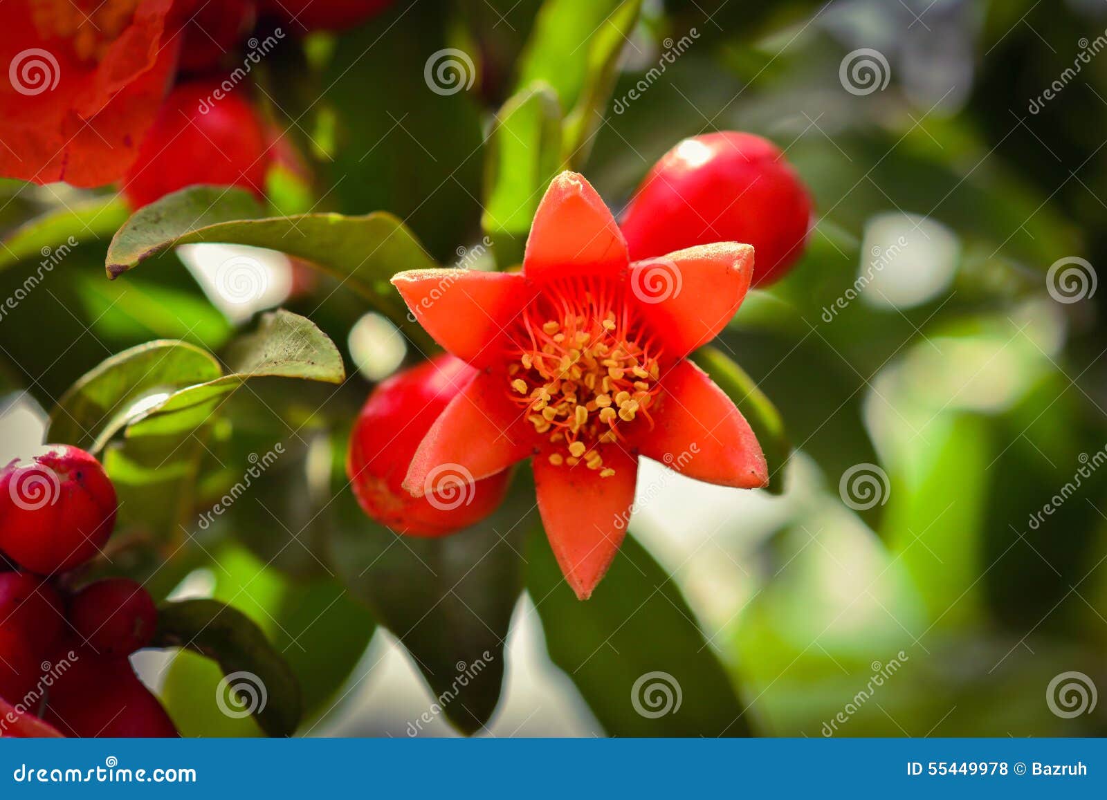 Flor Da Roma No Jardim Foto De Stock Imagem De Pomegranates 55449978