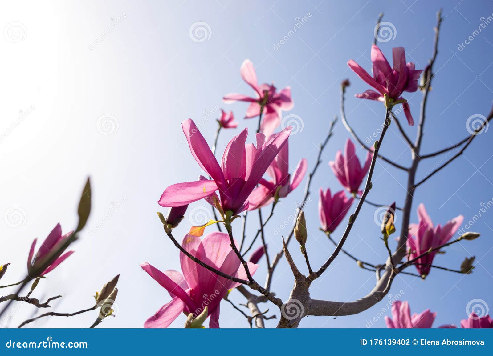 Flor De árbol De Magnolia Púrpura Foto de archivo - Imagen de concepto,  brillante: 176139402