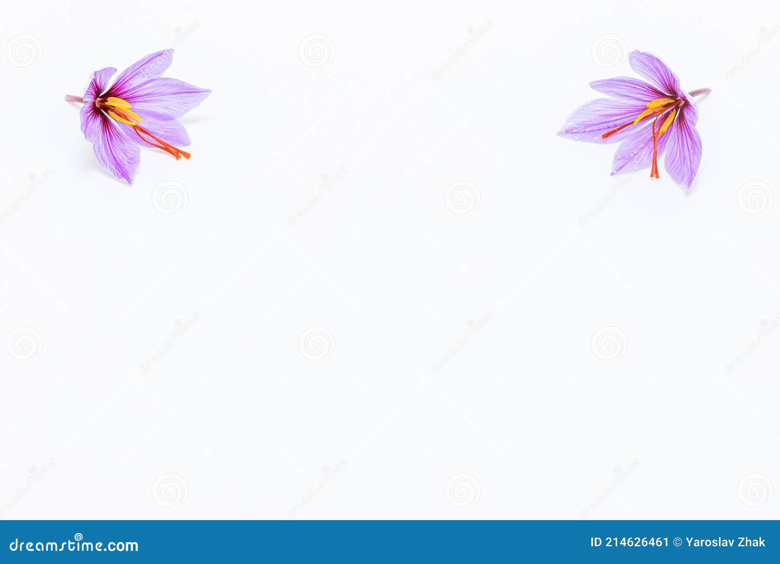Flor De Açafrão-de-açafrão Em Fundo Branco. Espaço Físico. Flores De Açafrão  Nos Cantos Superiores Da Imagem Imagem de Stock - Imagem de branco, seco:  214626461