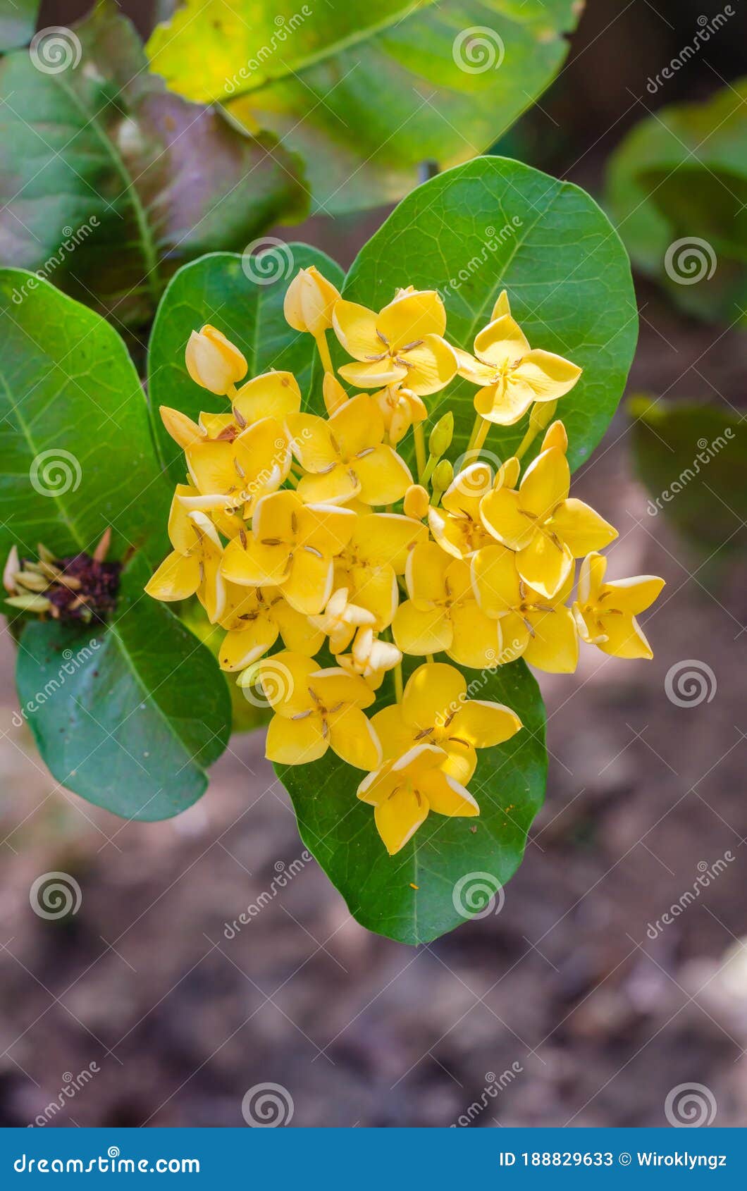 Flor De Agulha Amarela Ou Designação Botânica é Ixora Coccinea Florescente.  Imagem de Stock - Imagem de botânica, planta: 188829633