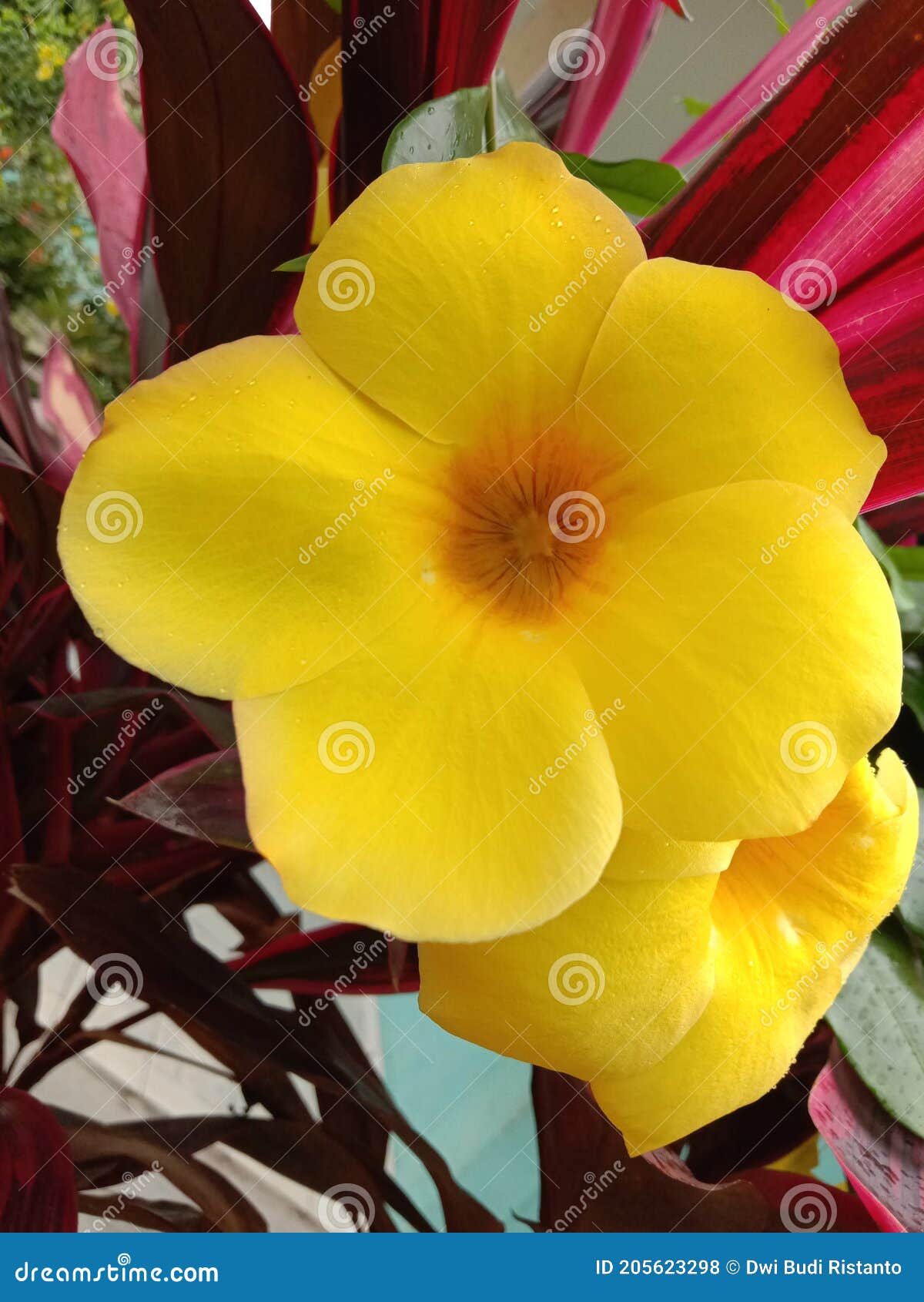 Flor de alamanda foto de archivo. Imagen de rosa, hoja - 205623298