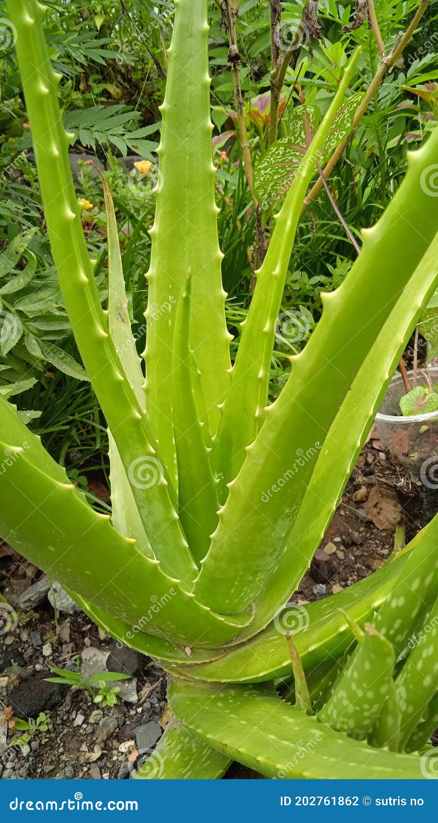 Flor de aloe vera foto de archivo. Imagen de verde, flor - 202761862