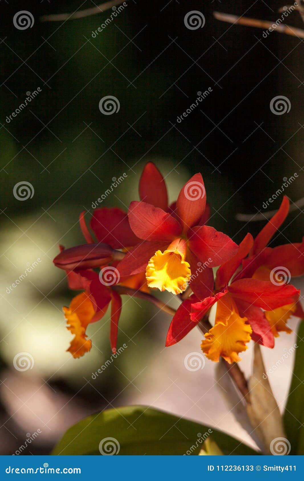 A Flor De Bambu Alaranjada E Amarela Da Orquídea Chamou O Graminifo De  Arundina Imagem de Stock - Imagem de himalaia, nave: 112236133
