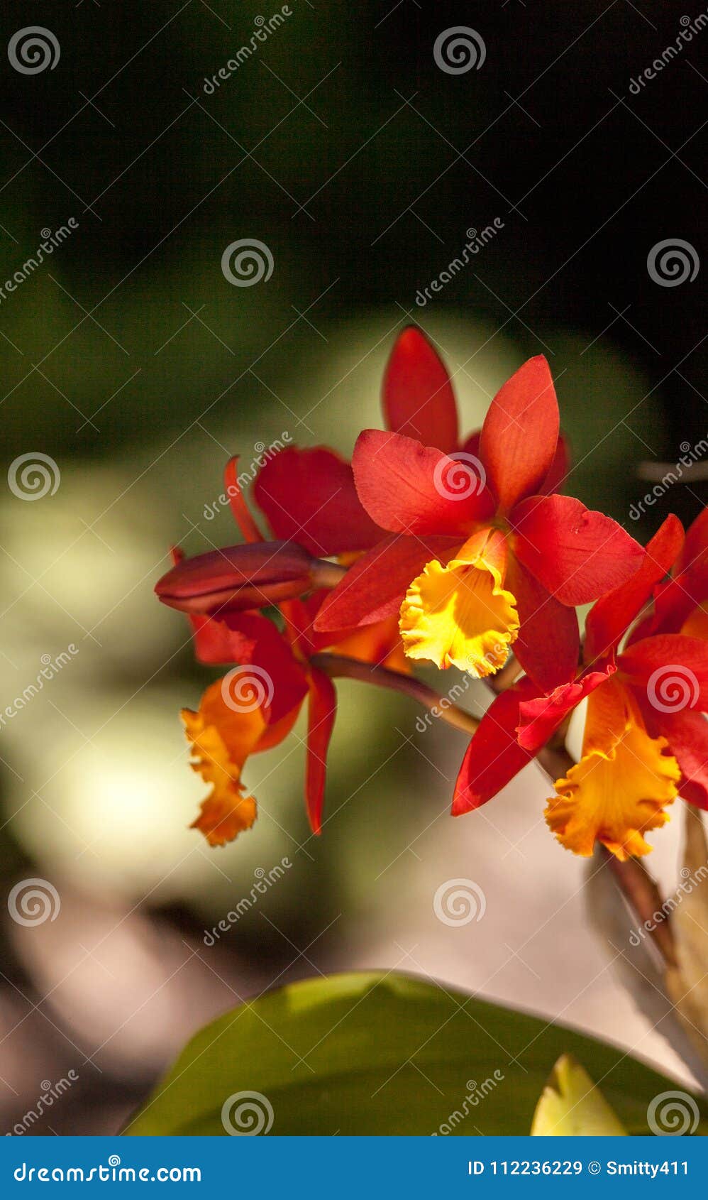 A Flor De Bambu Alaranjada E Amarela Da Orquídea Chamou O Graminifo De  Arundina Imagem de Stock - Imagem de bambu, orgânico: 112236229
