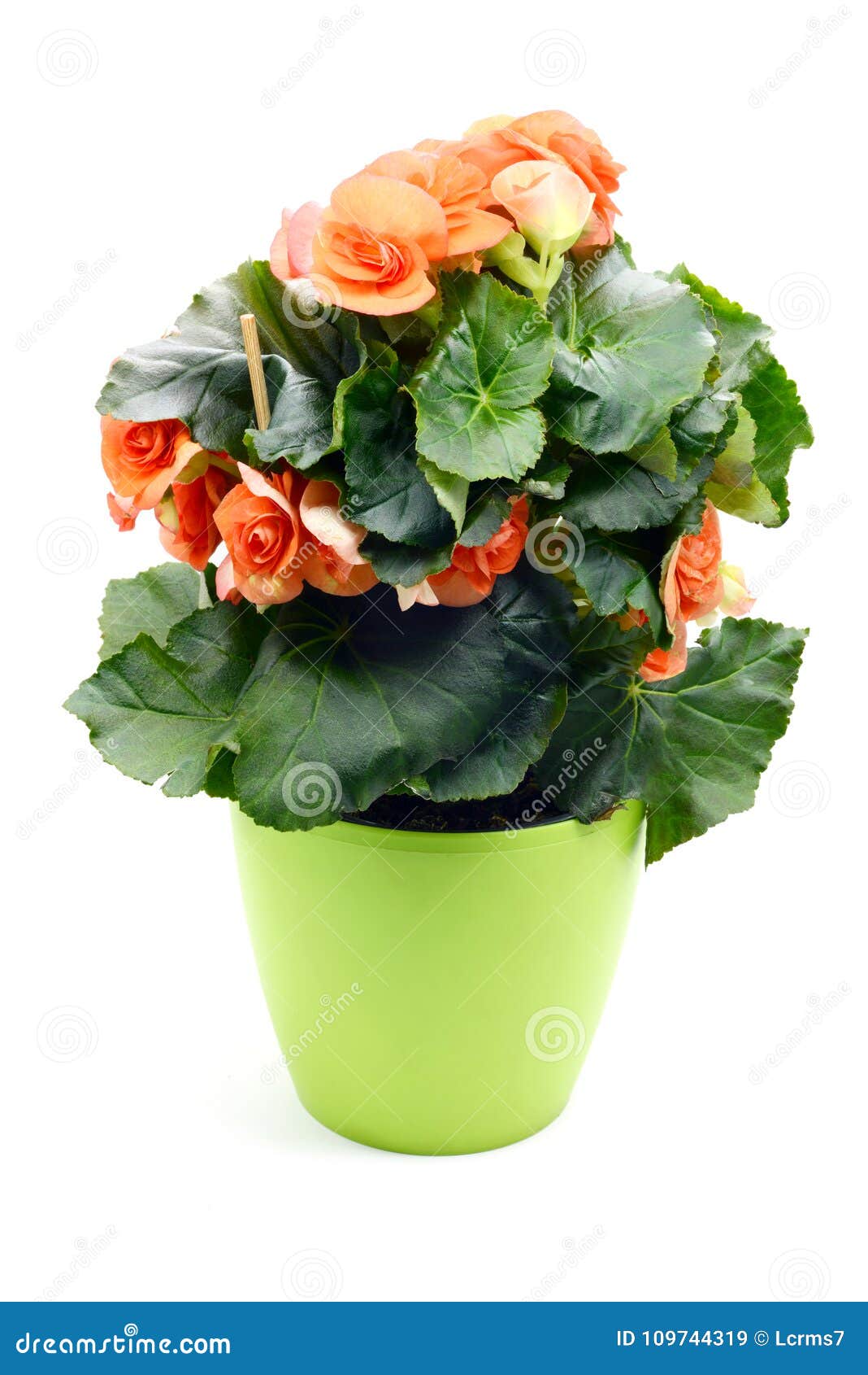 Flor De Begonia Elatior Do Vermelho Alaranjado No Vaso De Flores No Branco  Isolado Imagem de Stock - Imagem de alaranjado, isolado: 109744319