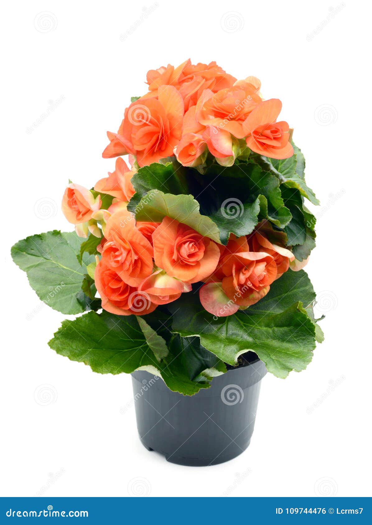 Flor De Begonia Elatior Do Vermelho Alaranjado No Vaso De Flores No Branco  Isolado Foto de Stock - Imagem de jardim, fundo: 109744476
