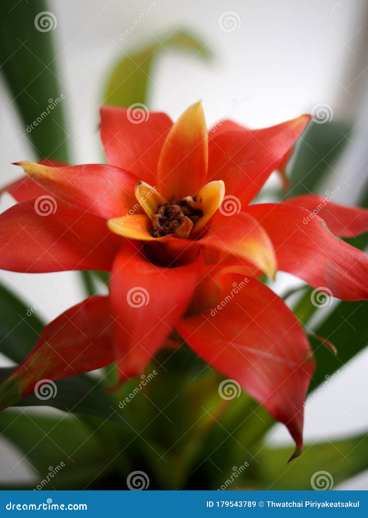 Flor De Bromélia Da Tailândia De Bangkok Imagem de Stock - Imagem de casa,  estilo: 179543789