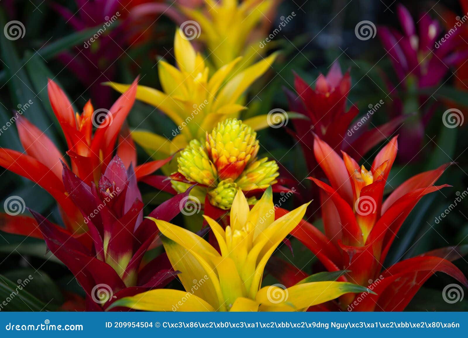 Flor De Bromélia De Plantas Tropicais No Jardim Colorida Da Fazenda De  Bromélias Foto de Stock - Imagem de jardim, planta: 209954504