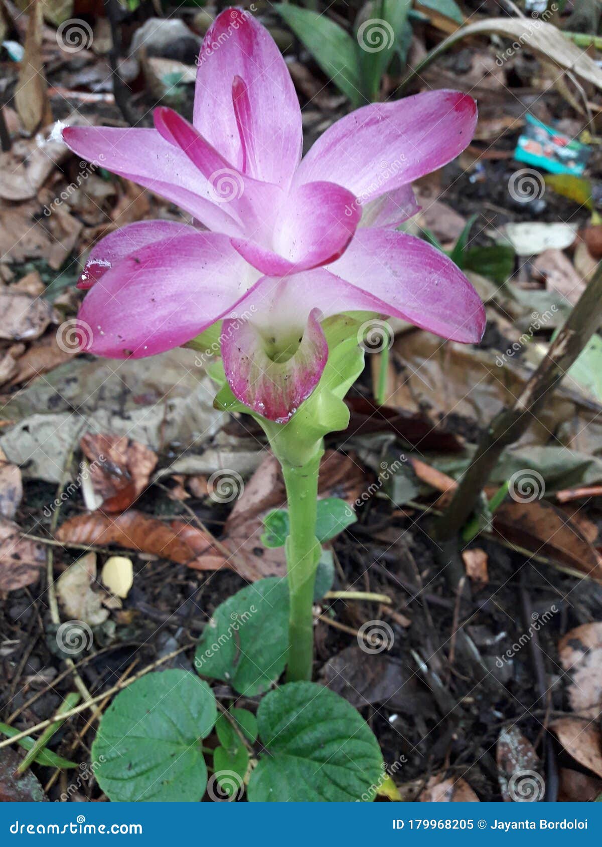 Flor De Cúrcuma, Cúrcuma, Es Un árbol De Luna De Luna Llena Natural. Imagen  de archivo - Imagen de wildflower, planta: 179968205