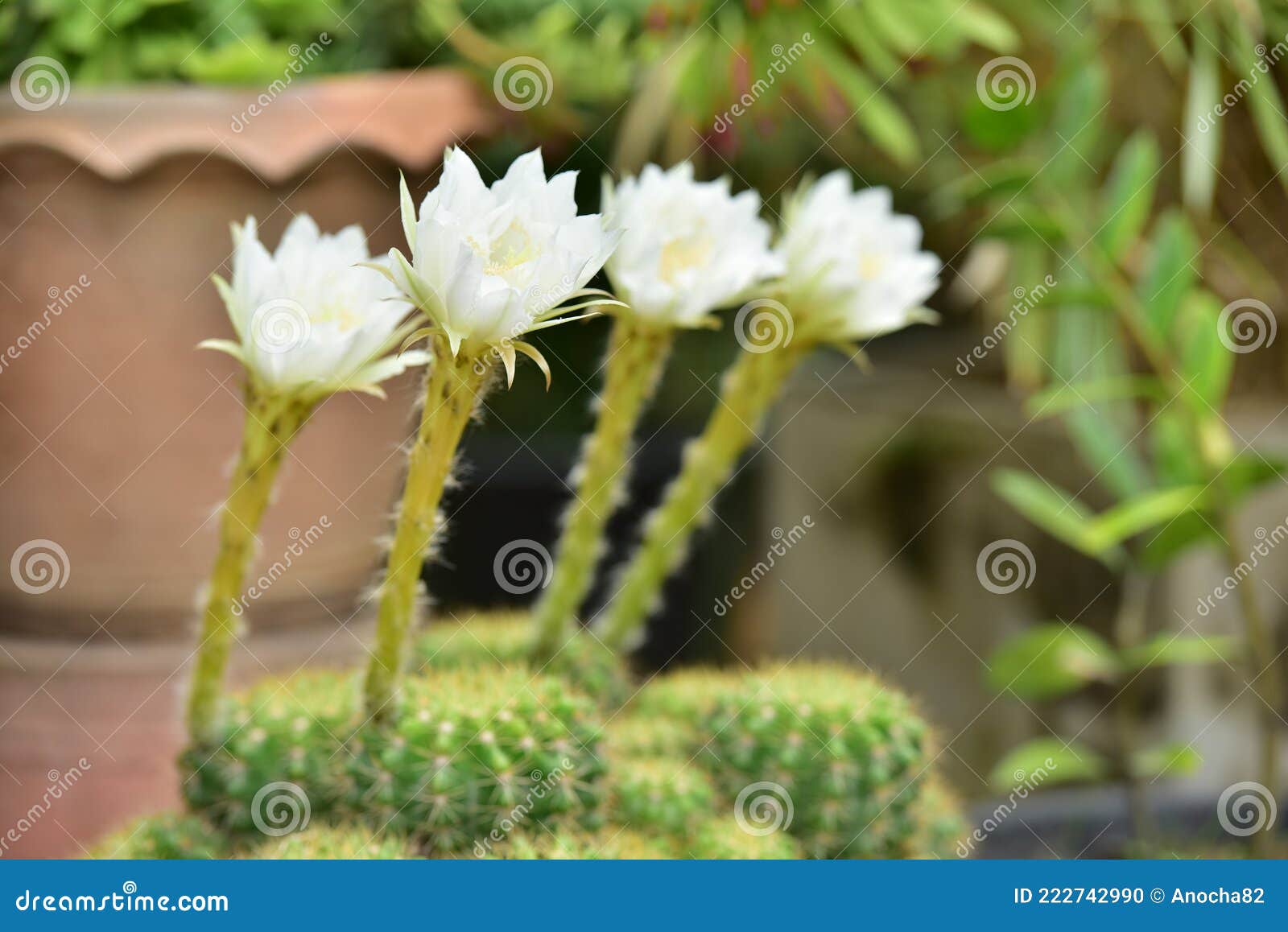 Flor De Cacto, Flores Verdes, Flores Brancas Foto de Stock - Imagem de  haste, floral: 222742990