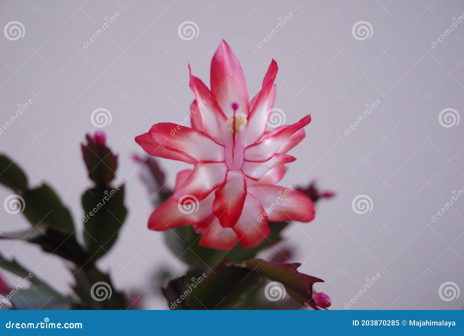 Flor De Cacto Rosa Delicado. Schlumbergera Christmas Cactus Com Flor Rosa.  Planta Suculenta Fofa. Imagem de Stock - Imagem de naughty, flores:  203870285