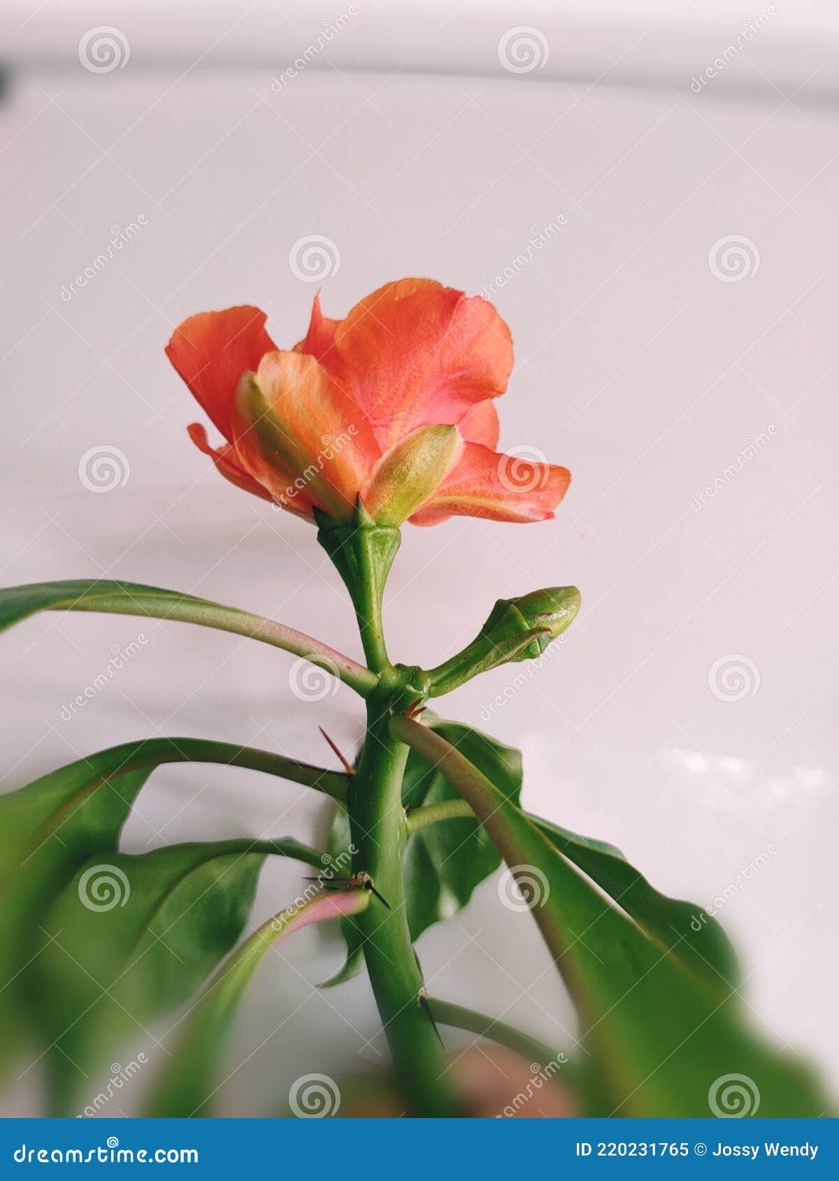 Flor de cacto rosa imagem de stock. Imagem de nantes - 220231765