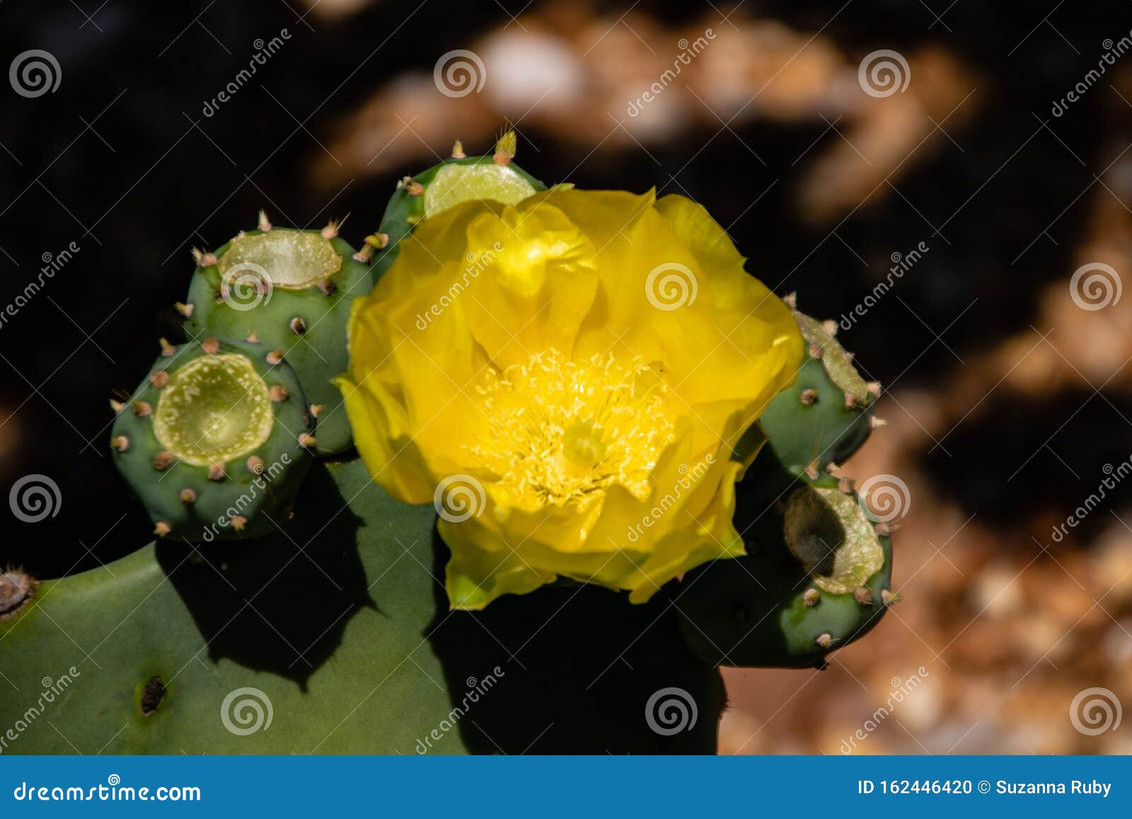 Flor de cactus amarilla foto de archivo. Imagen de flora - 162446420