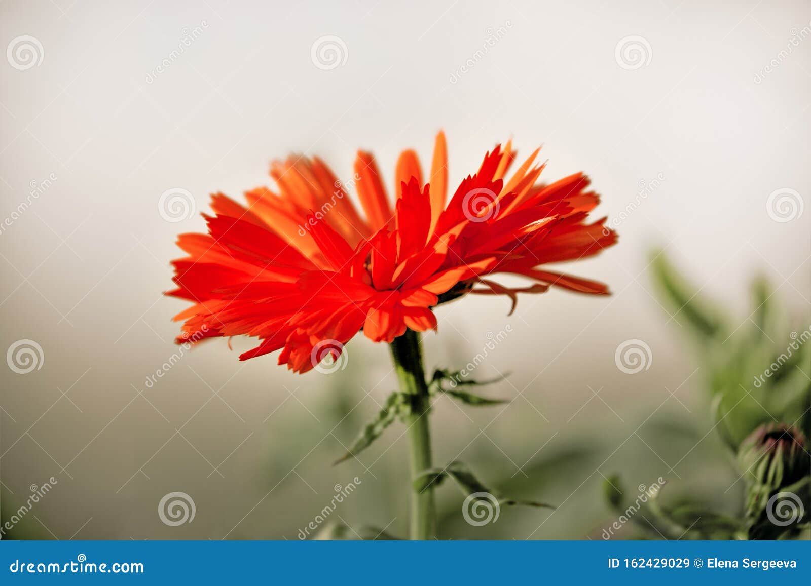 Flor De Caléndula En El Jardín, Tarjeta De Saludo Imagen de archivo -  Imagen de prado, macro: 162429029