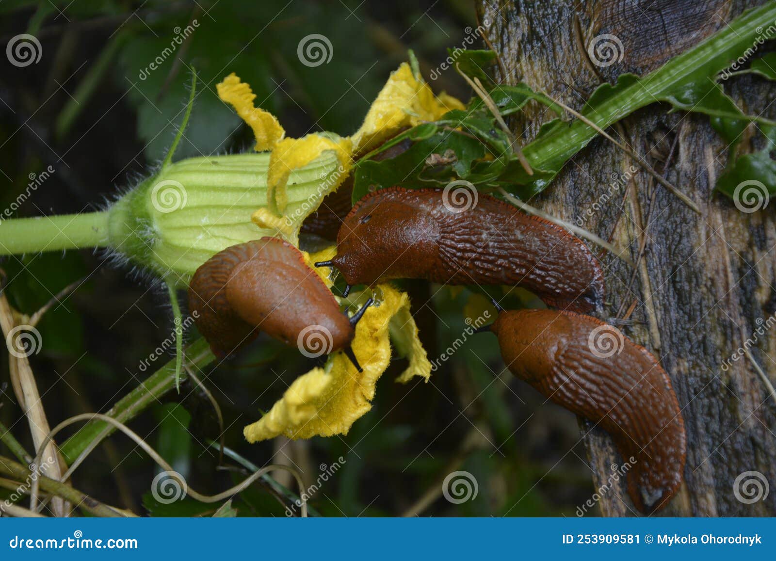 Flor De Calabaza Amarilla Que Come Babosas Imagen de archivo - Imagen de  anaranjado, travieso: 253909581