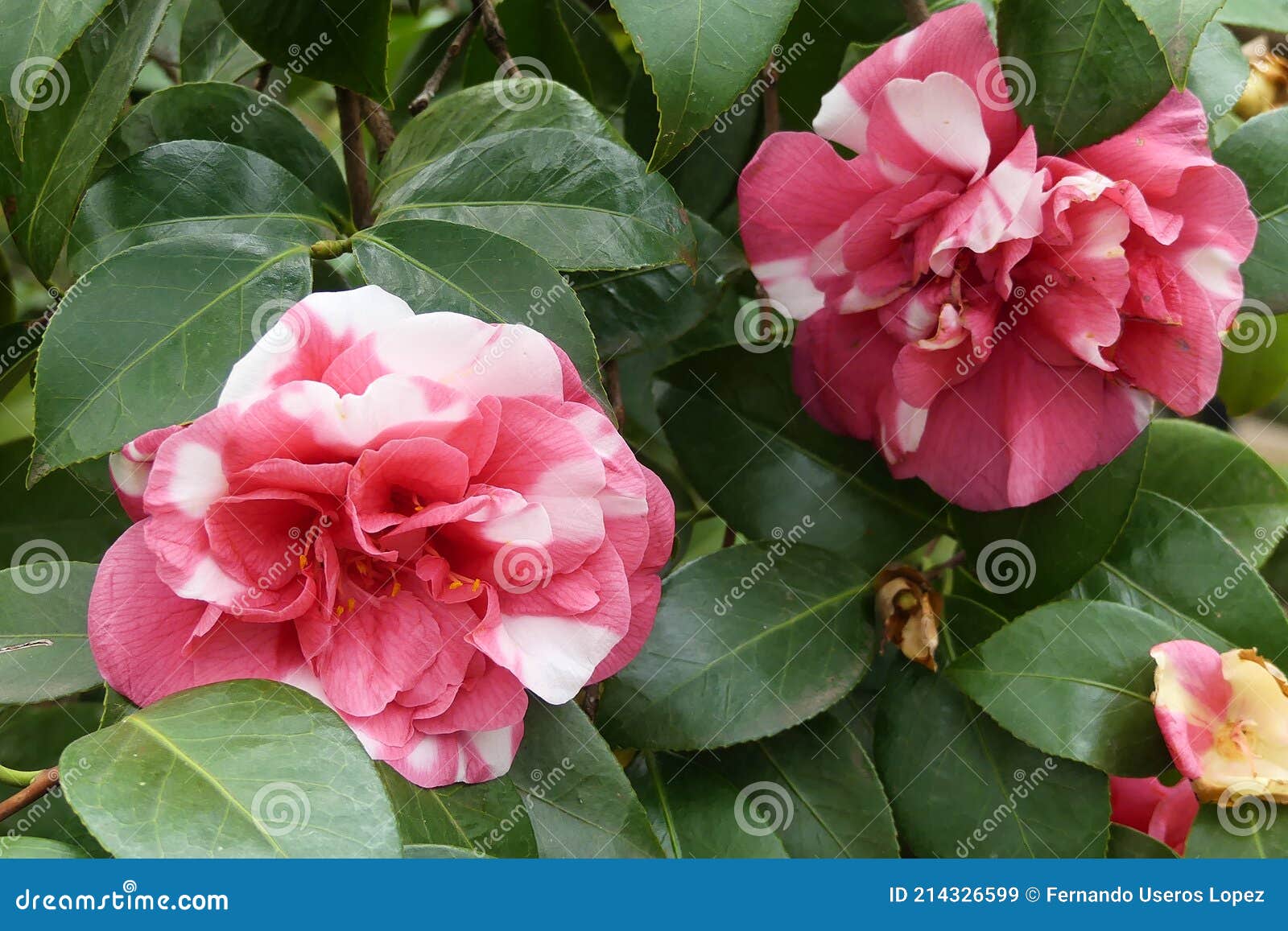 Flor De Camelia Japonia Theaceae . Variedad Blanca Y Rosa Imagen de archivo  - Imagen de romance, flora: 214326599