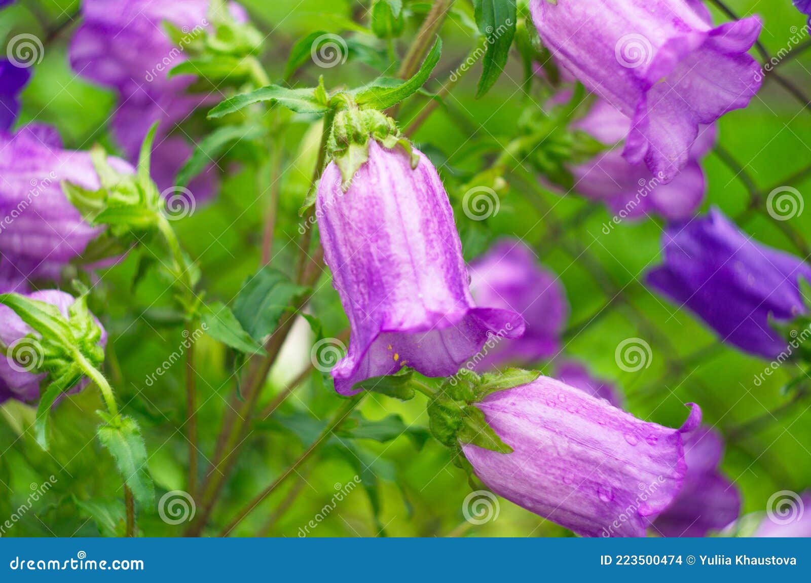 Flor De Campana Morada En Pleno Florecimiento Foto de archivo - Imagen de  azul, hoja: 223500474