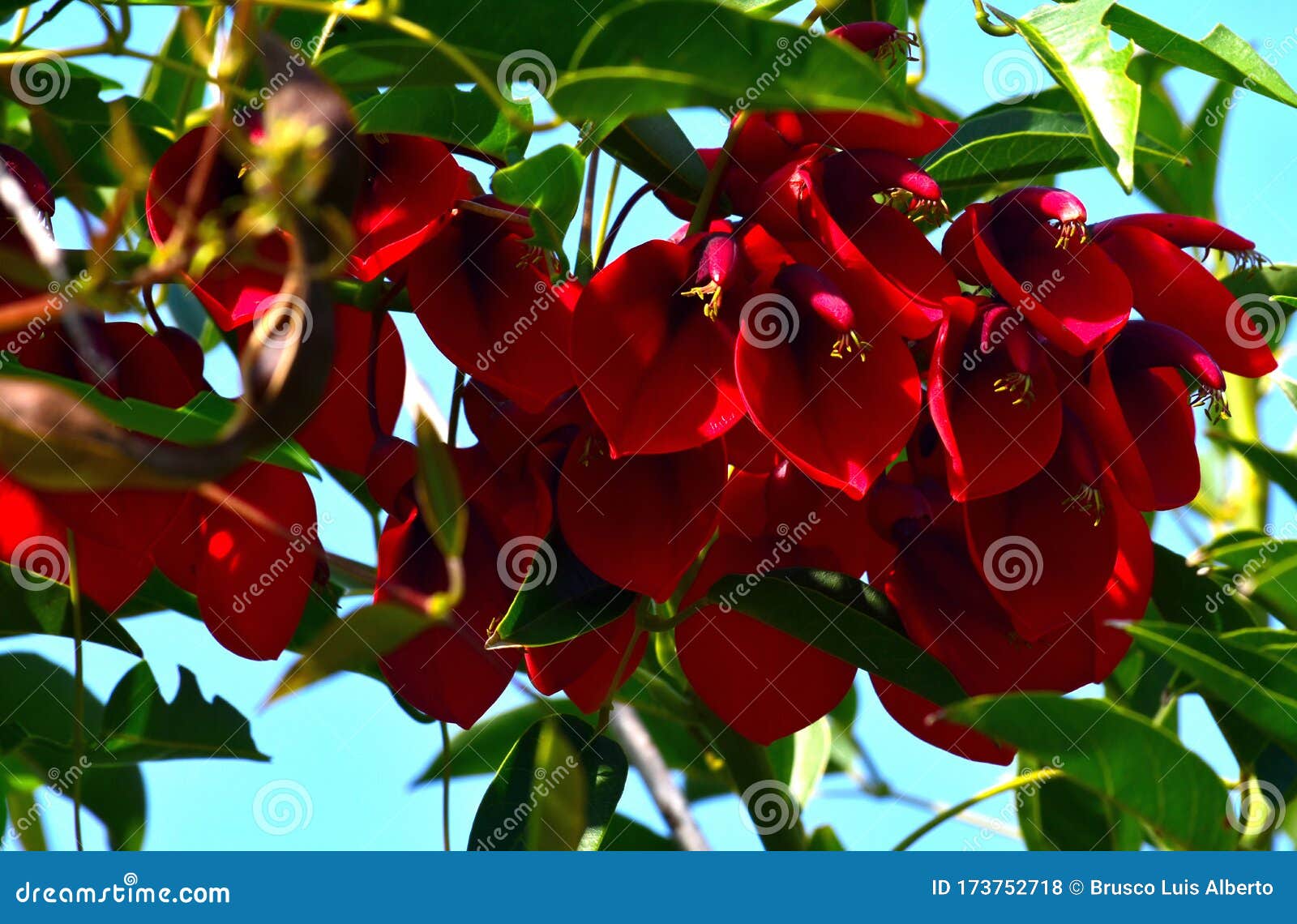 Flor De Ceibo, Flor Nacional Da Argentina Foto de Stock - Imagem de flor,  nave: 173752718