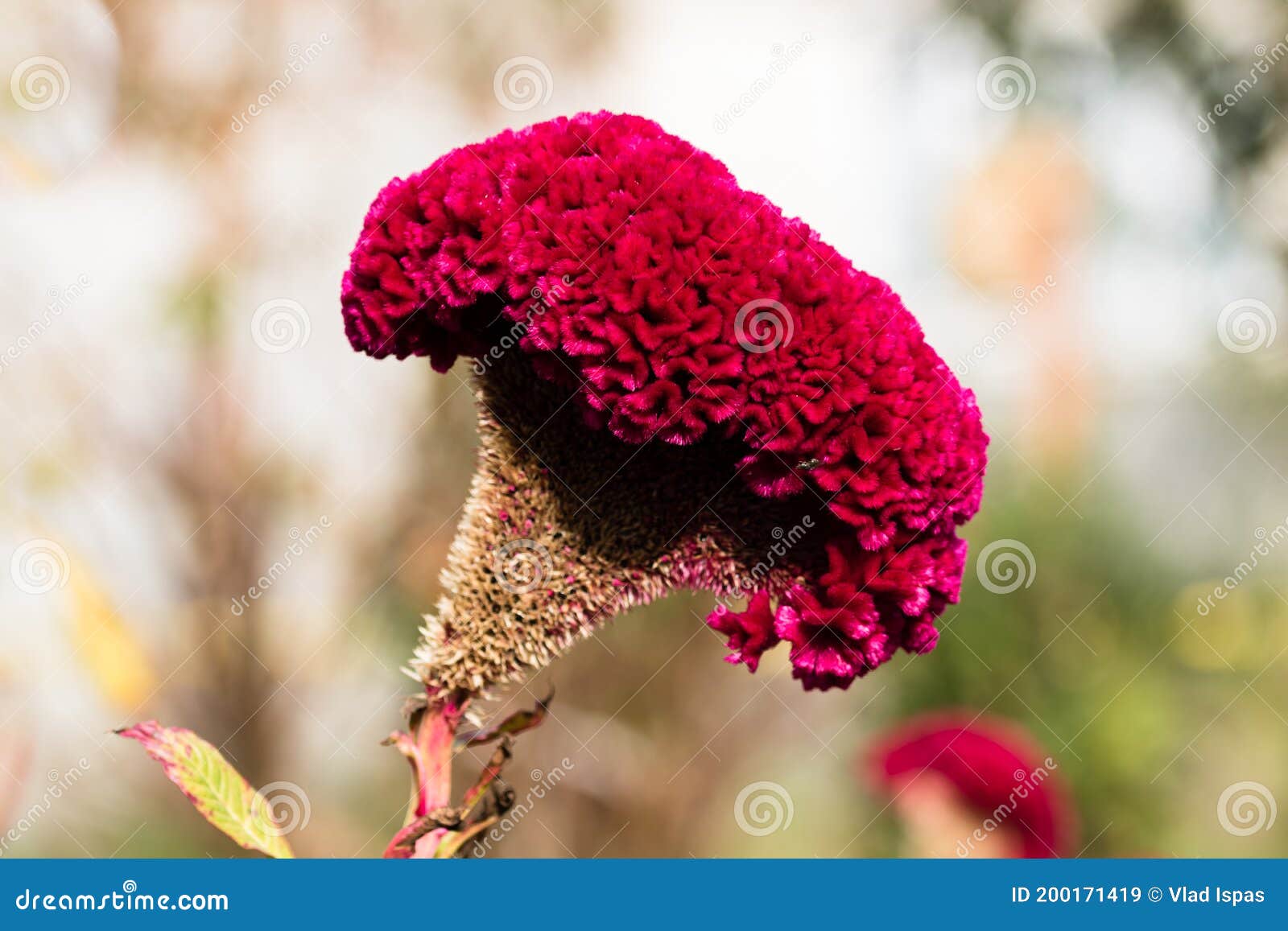 Flor De Celosia Cristata Aislada Y Colorida En El Jardín Cerco De La Flor  Rosa De La Pepita Imagen de archivo - Imagen de hoja, estacional: 200171419