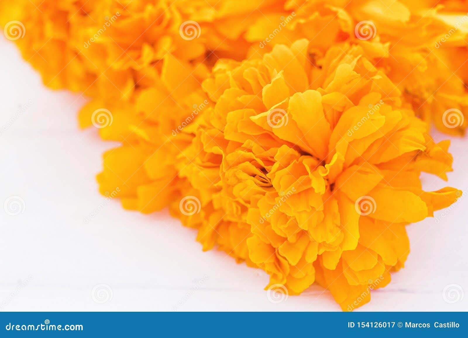 Flor De Cempasuchil, Mexican Flowers in Day of the Dead MÃ©xico Stock Image  - Image of calendula, bloom: 154126017