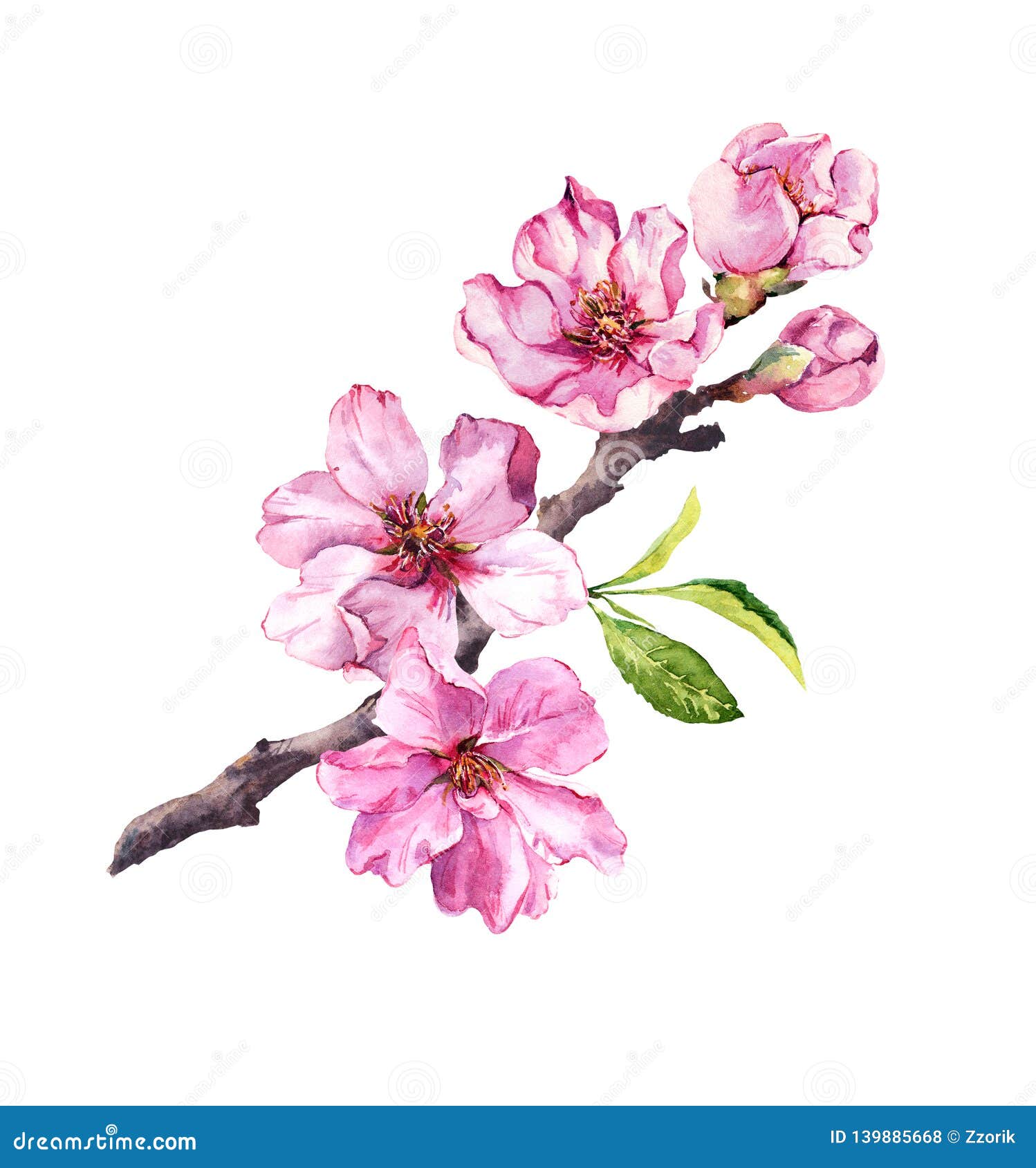 Flor De Cerezo, Flores De Sakura En Tiempo De Primavera Ramita De La  Acuarela Stock de ilustración - Ilustración de agua, travieso: 139885668