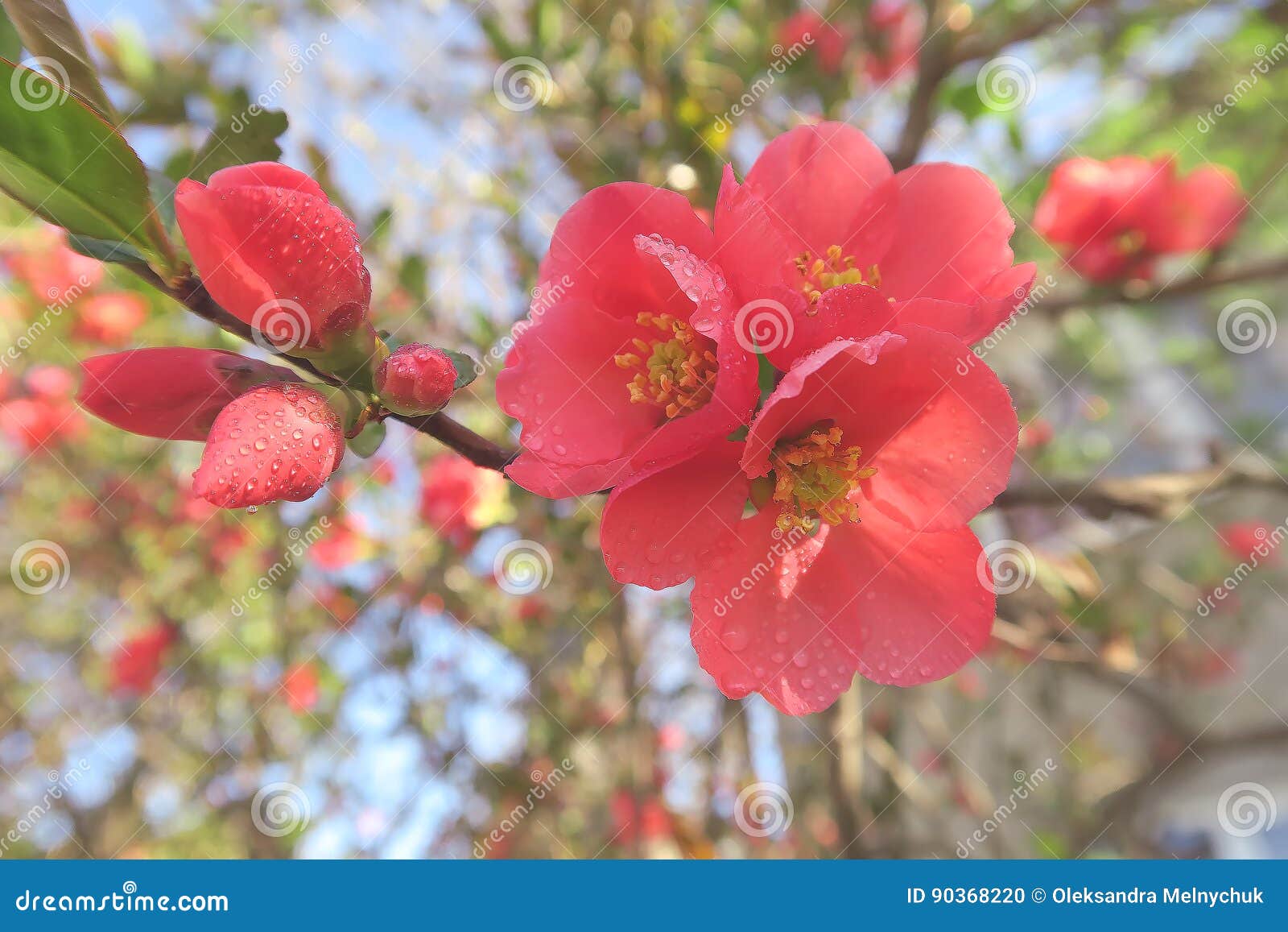 Flor De Cerezo Roja Hermosa Con Rocío Foto de archivo - Imagen de  primavera, hoja: 90368220