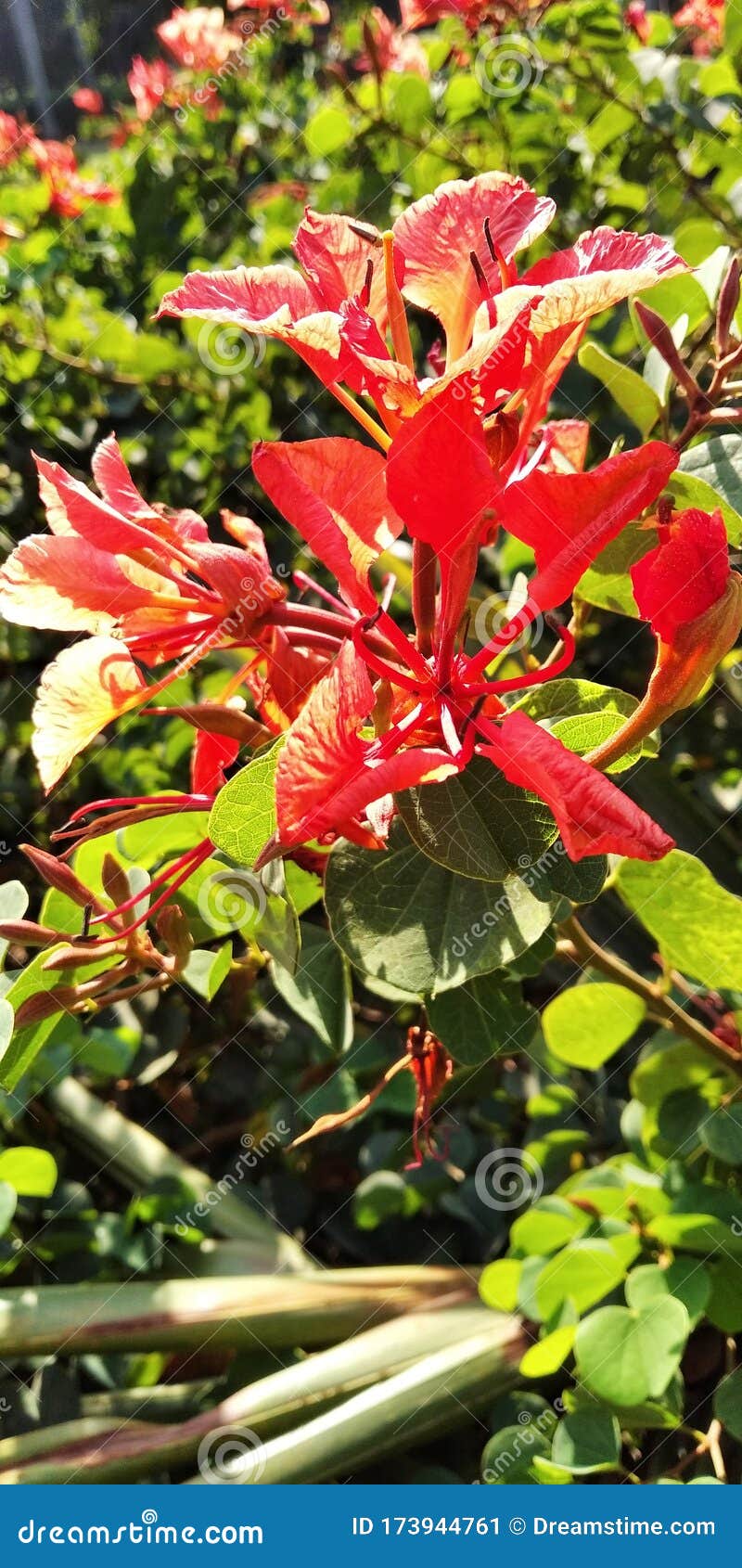 Flor De Color De Lili De Orquídeas De Bauhinia Imagen de archivo - Imagen de coloreado, rojo: 173944761 Flor De Color De Lili De Orquídeas De Bauhinia Imagen de archivo - Imagen de coloreado, rojo: 173944761