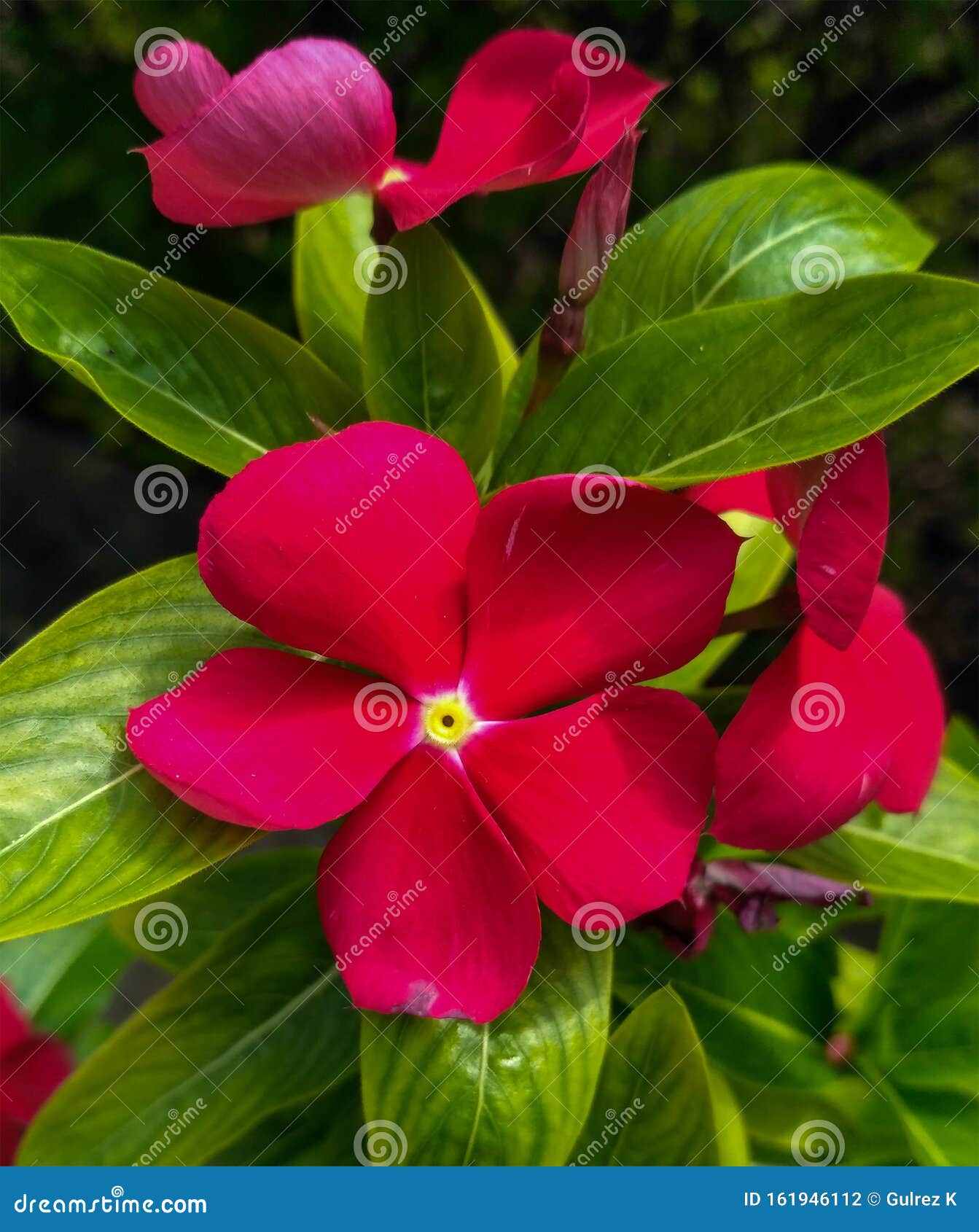Flor de color magenta foto de archivo. Imagen de florista - 161946112