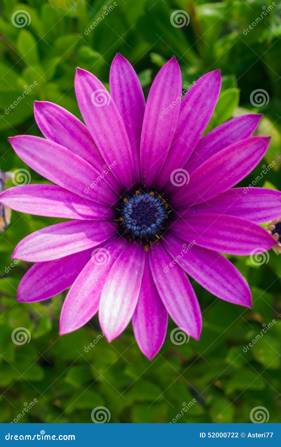 Flor De Color Morado Oscuro Hermosa Del Crisantemo En Fondo Verde Foto de  archivo - Imagen de hermoso, verde: 52000722