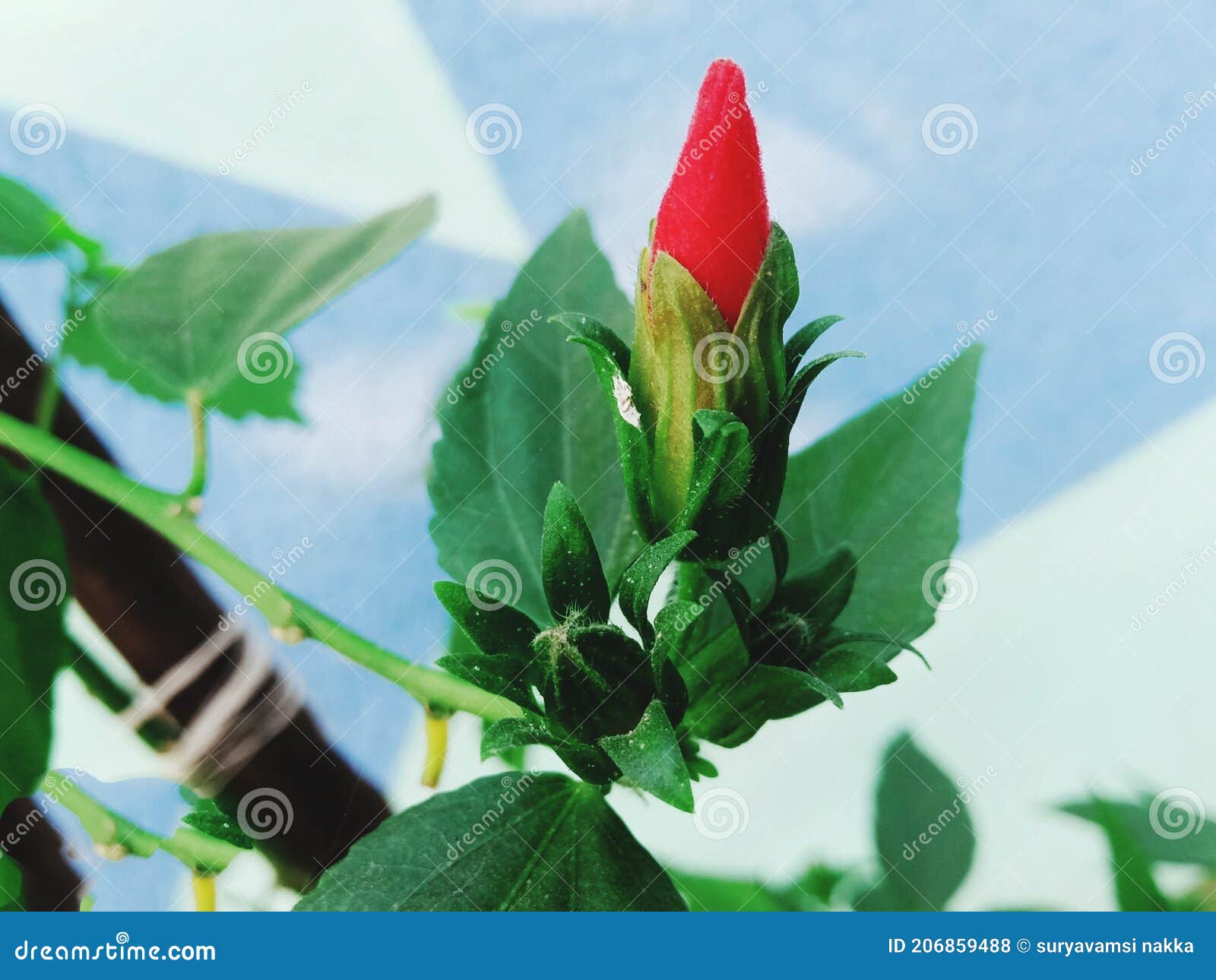 Flor de color rojo foto de archivo. Imagen de plantas - 206859488