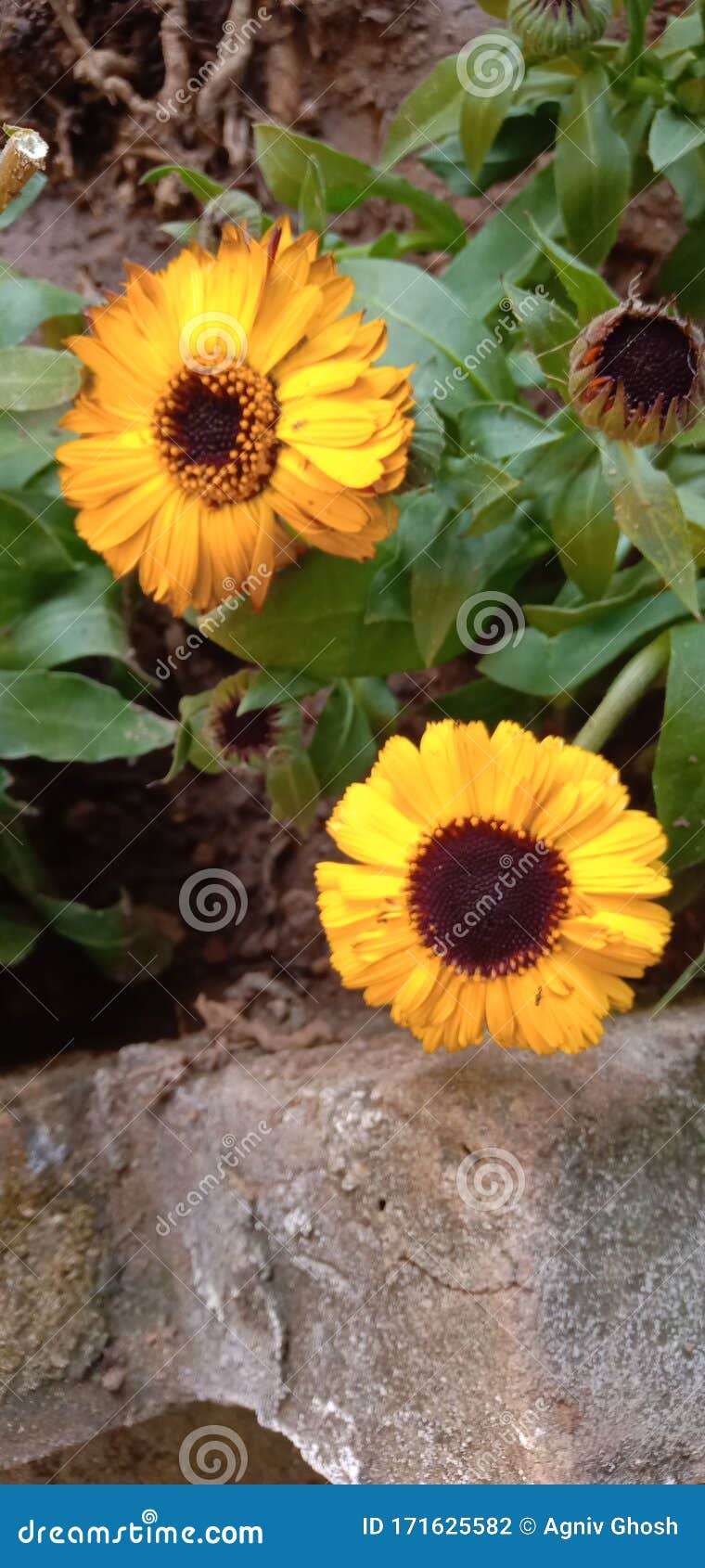 Flor De Crisântemos Parece Girassol Em Um Jardim Foto de Stock - Imagem de  olhar, jardim: 171625582