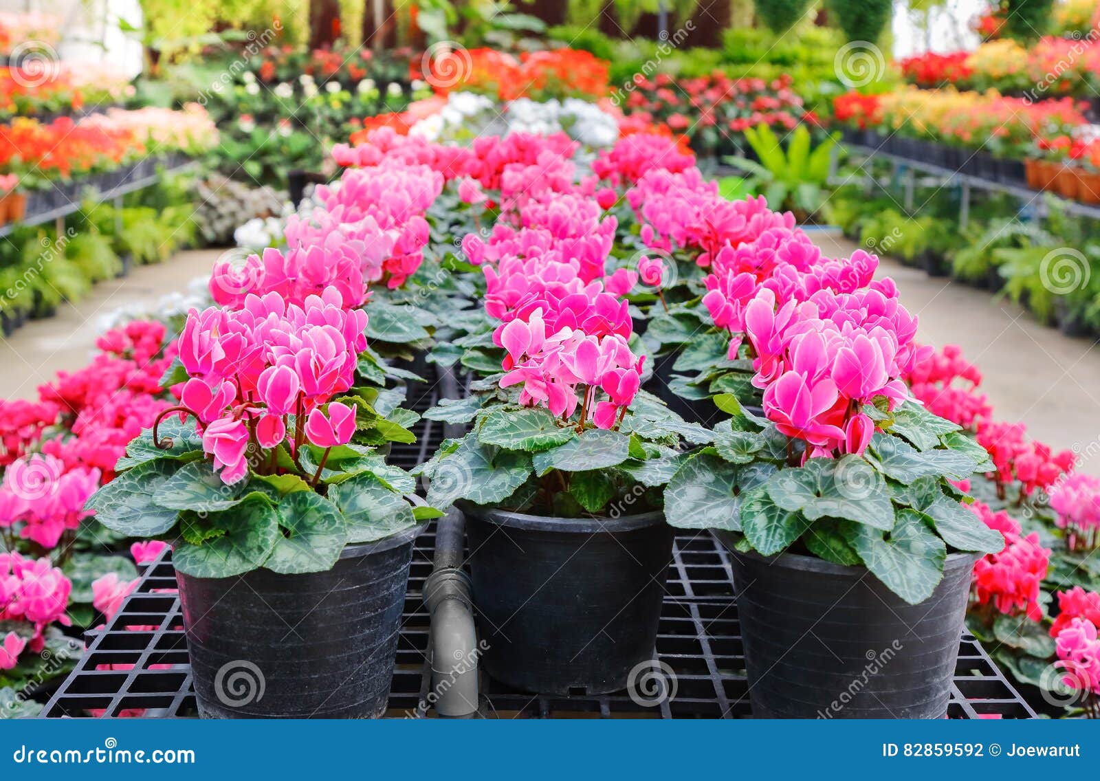 Flor de Cyclamen foto de archivo. Imagen de agricultura - 82859592