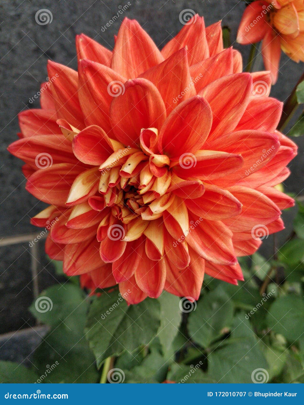 Flor De Dalia De Color Naranja Claro En Una Planta En Un Jardín Imagen de  archivo - Imagen de anaranjado, flor: 172010707