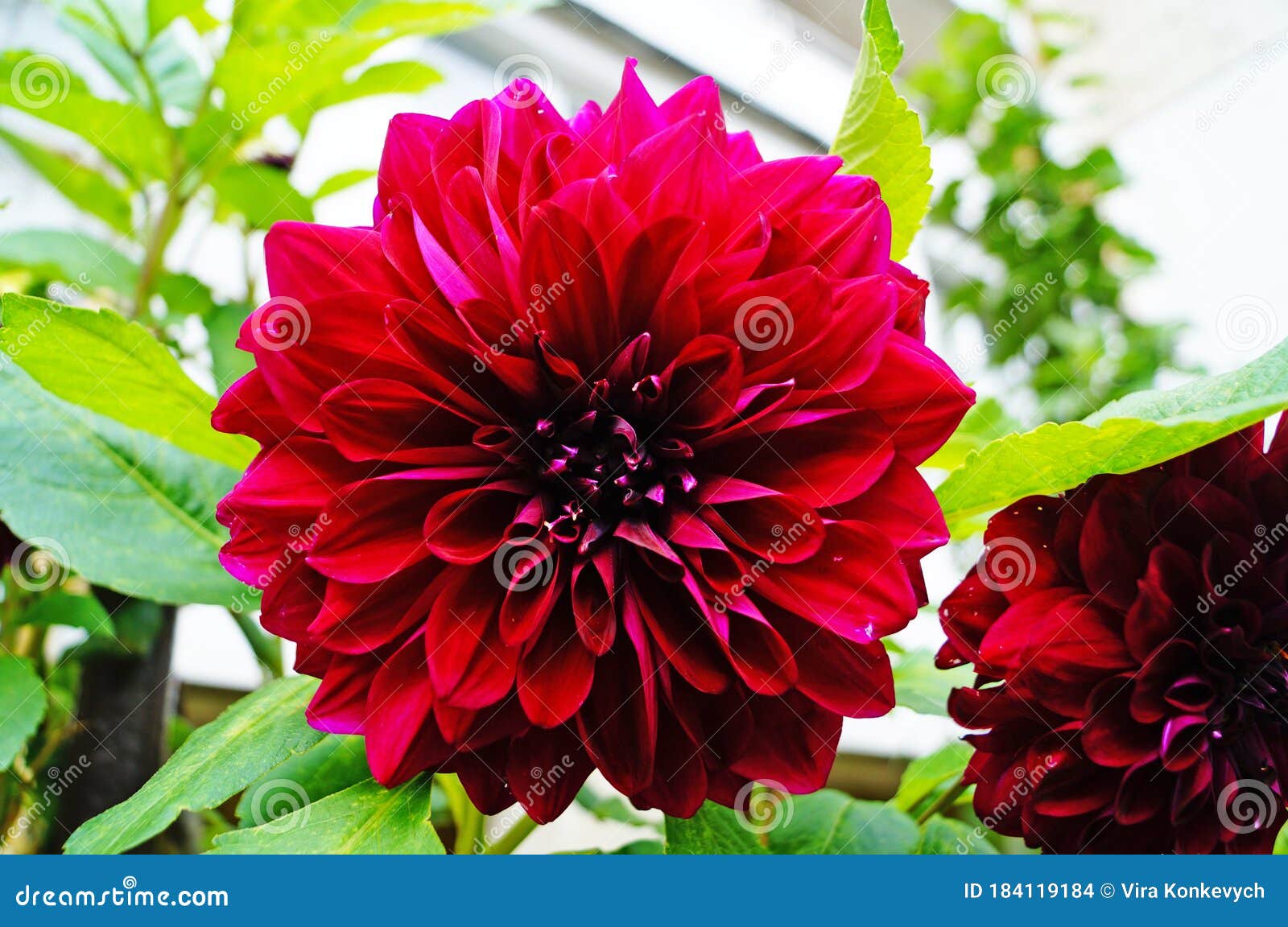 Flor De Dalia Con Pétalos Rojos Y Burdeos De Color Amarillo Rosa Y Centro  Amarillo Sobre Un Arbusto Foto de archivo - Imagen de macro, cierre:  184119184