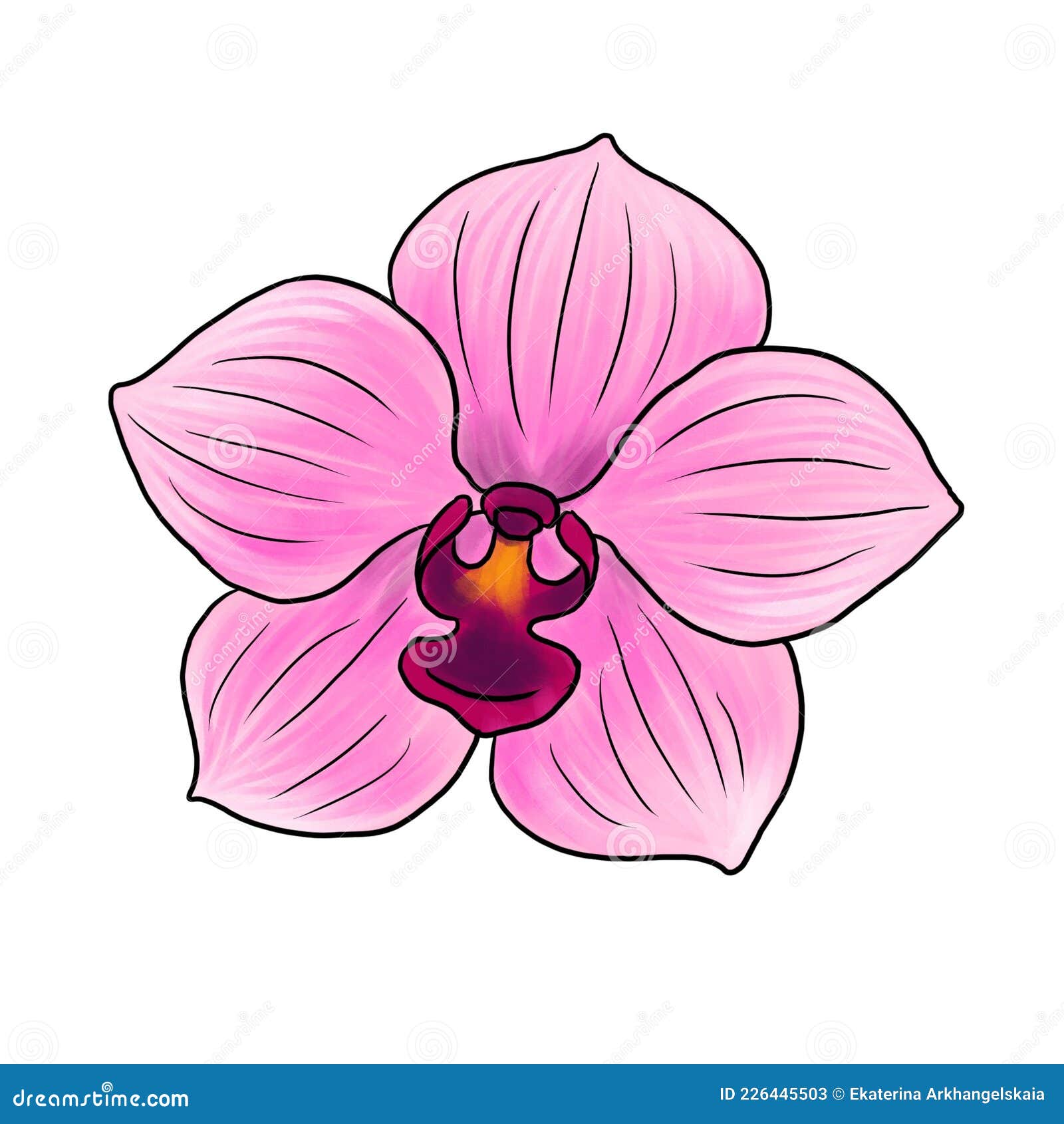 Flor De Dibujo De Orquídea Rosa Aislada En Fondo Blanco Stock de  ilustración - Ilustración de aroma, hierba: 226445503