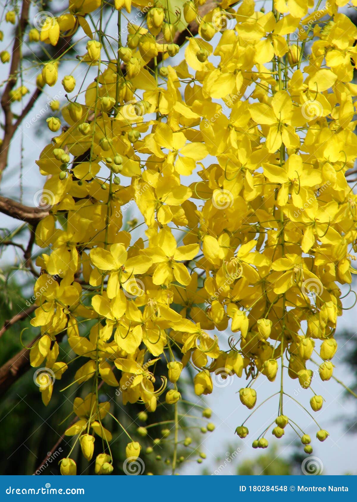 Hermosa ducha dorada de la fístula de Cassia, flores de lluvia