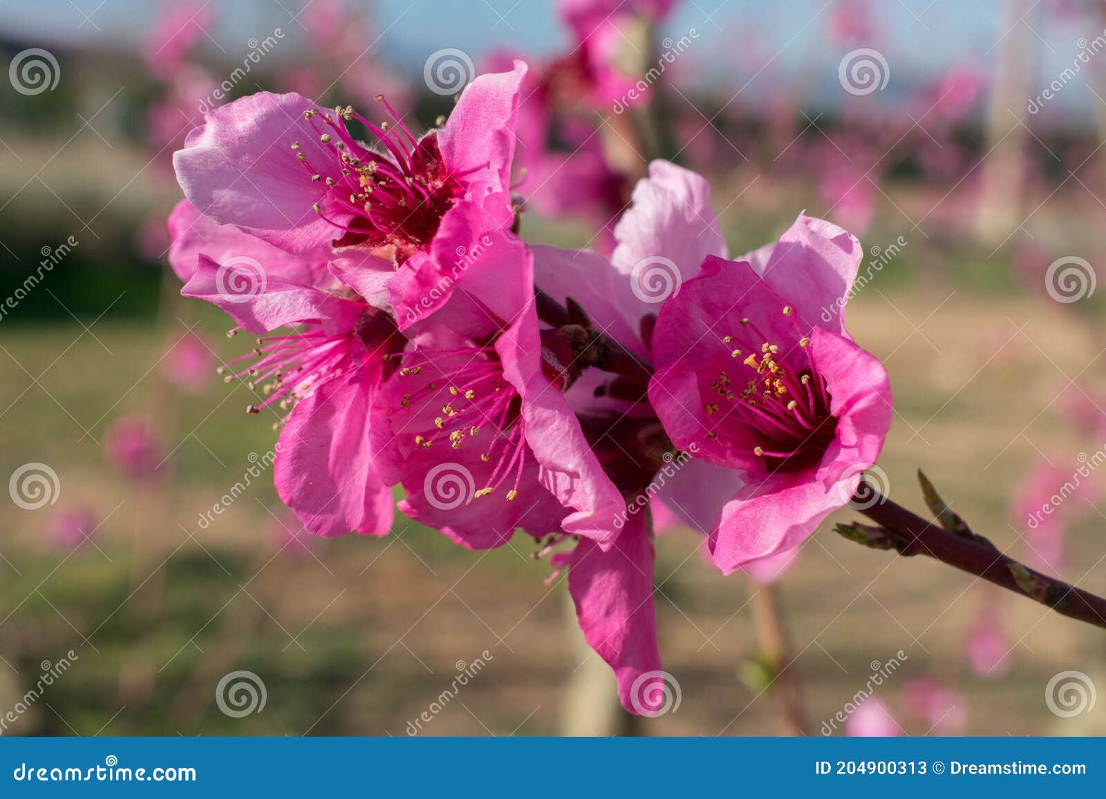 Flor De Durazno En La Ciudad De Aitona Cataluña España Imagen de archivo -  Imagen de nectarinas, esplendor: 204900313