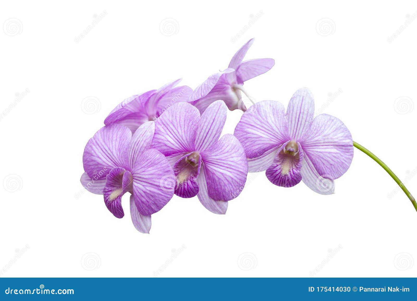 Flor De Flores Moradas De Orquídeas Aisladas De Fondo Blanco Foto de  archivo - Imagen de planta, hermoso: 175414030