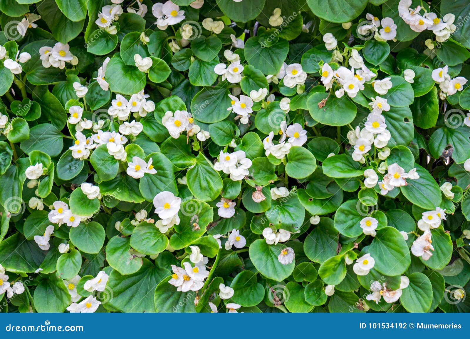 Flor De Florescência Da Begônia Branca Do Botão Foto de Stock - Imagem de  flor, jardinar: 101534192