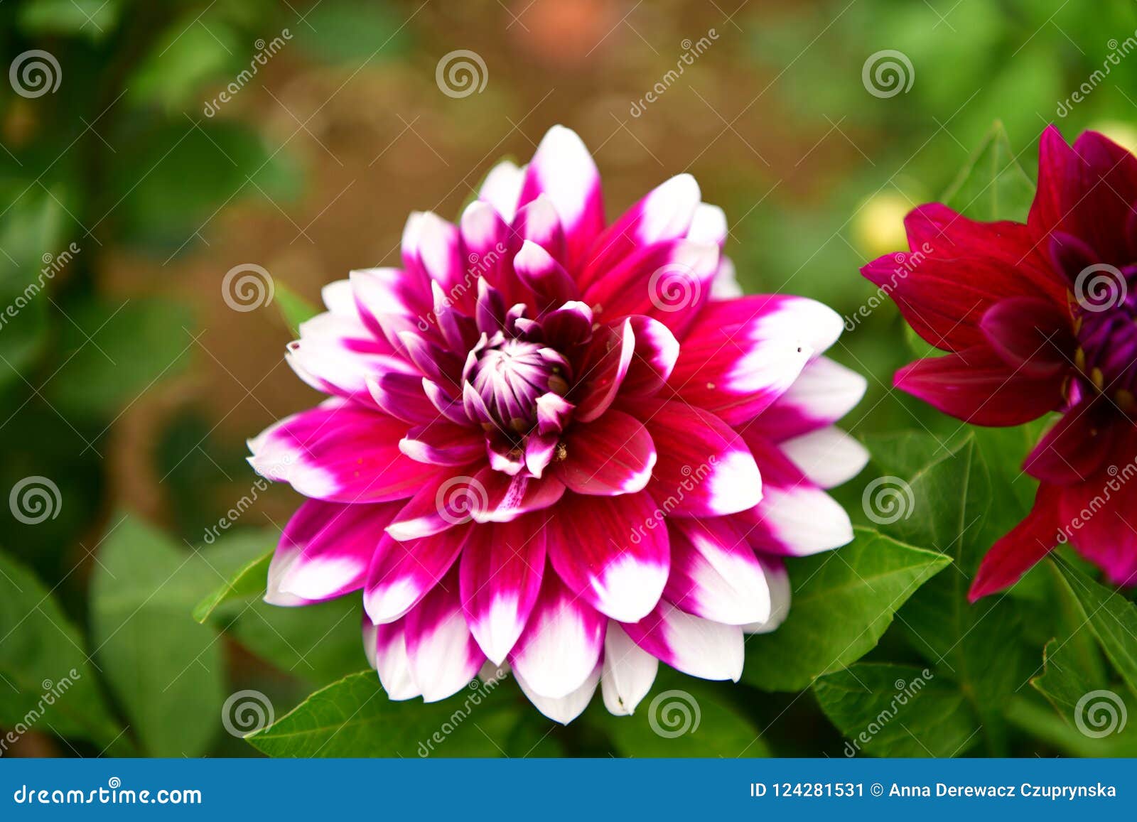 Flor De Florescência Da Dália, Febre Da Cor, Jardim No Reino Unido Imagem  de Stock - Imagem de capacioso, certamente: 124281531