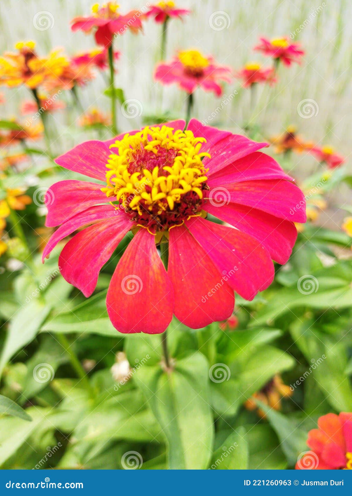 Flor de fondo zinnias imagen de archivo. Imagen de floral - 221260963