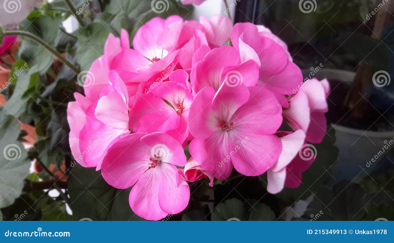 Flor de gerânio de balas imagem de stock. Imagem de beleza - 215349913