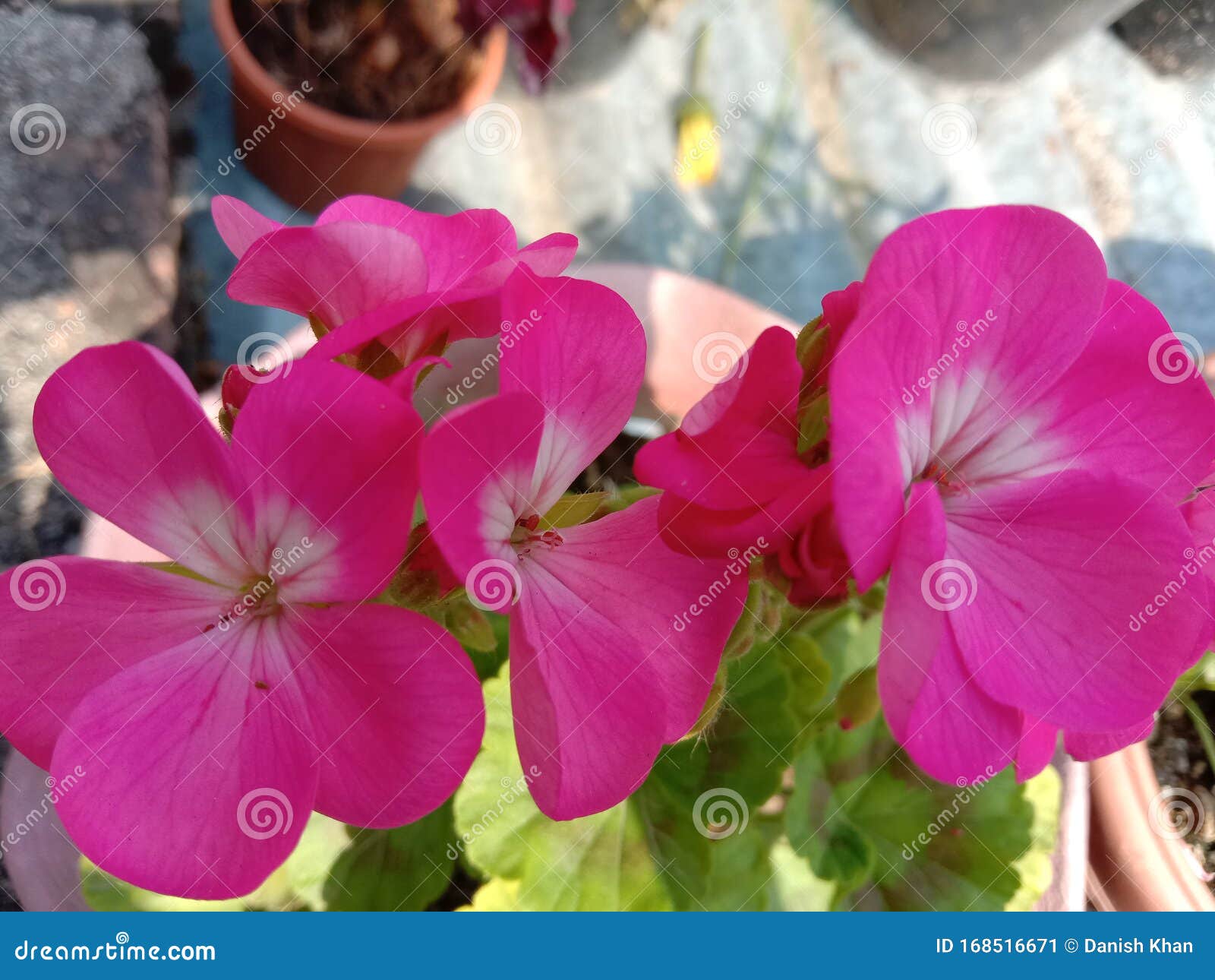 Flor De Gerânio Em Horticultura De Terraço Em Kanpur Imagem de Stock -  Imagem de minarete, seja: 168516671