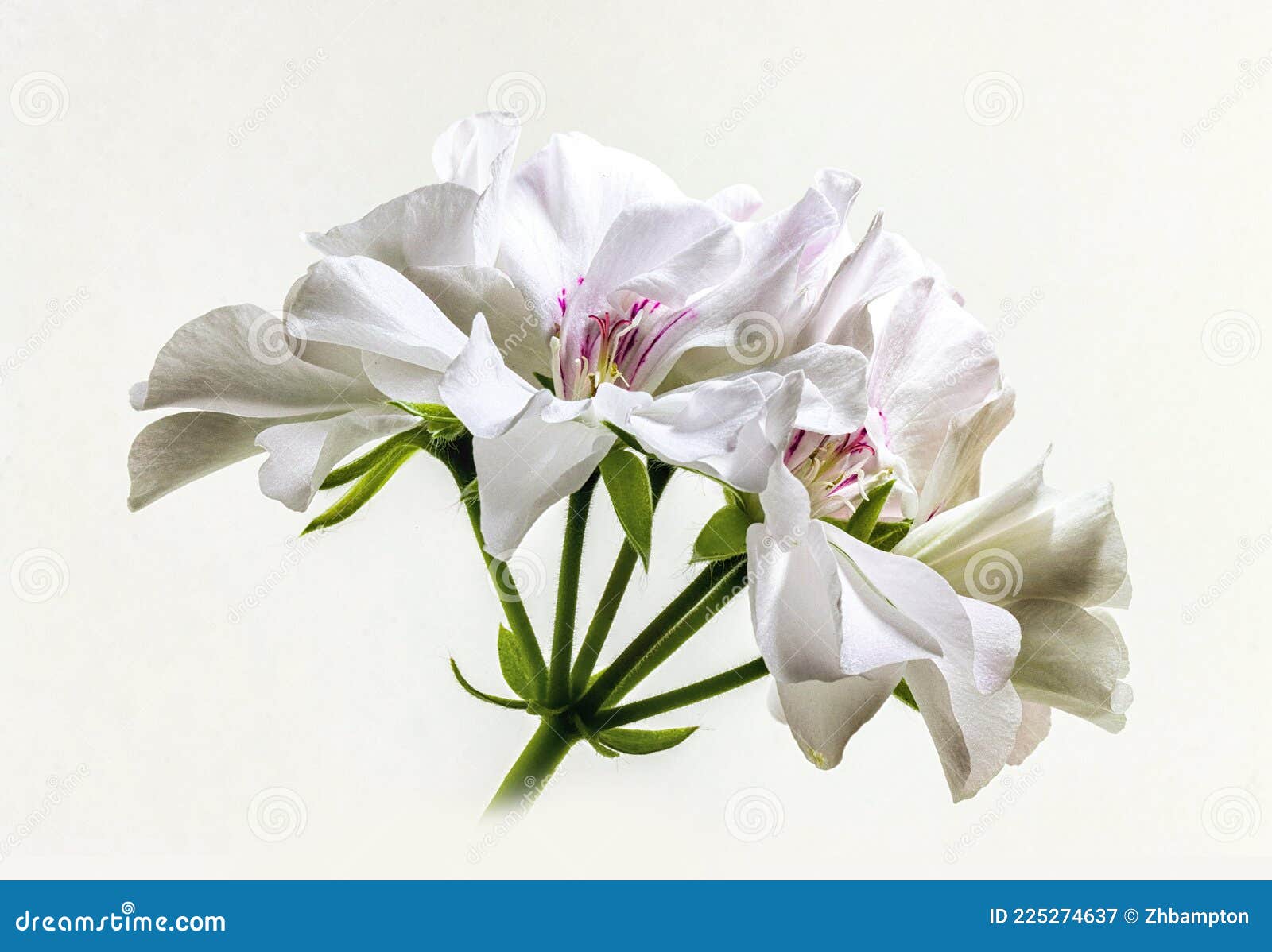 Flor De Gerânio Pelargónio Branco Imagem de Stock - Imagem de bonito,  planta: 225274637