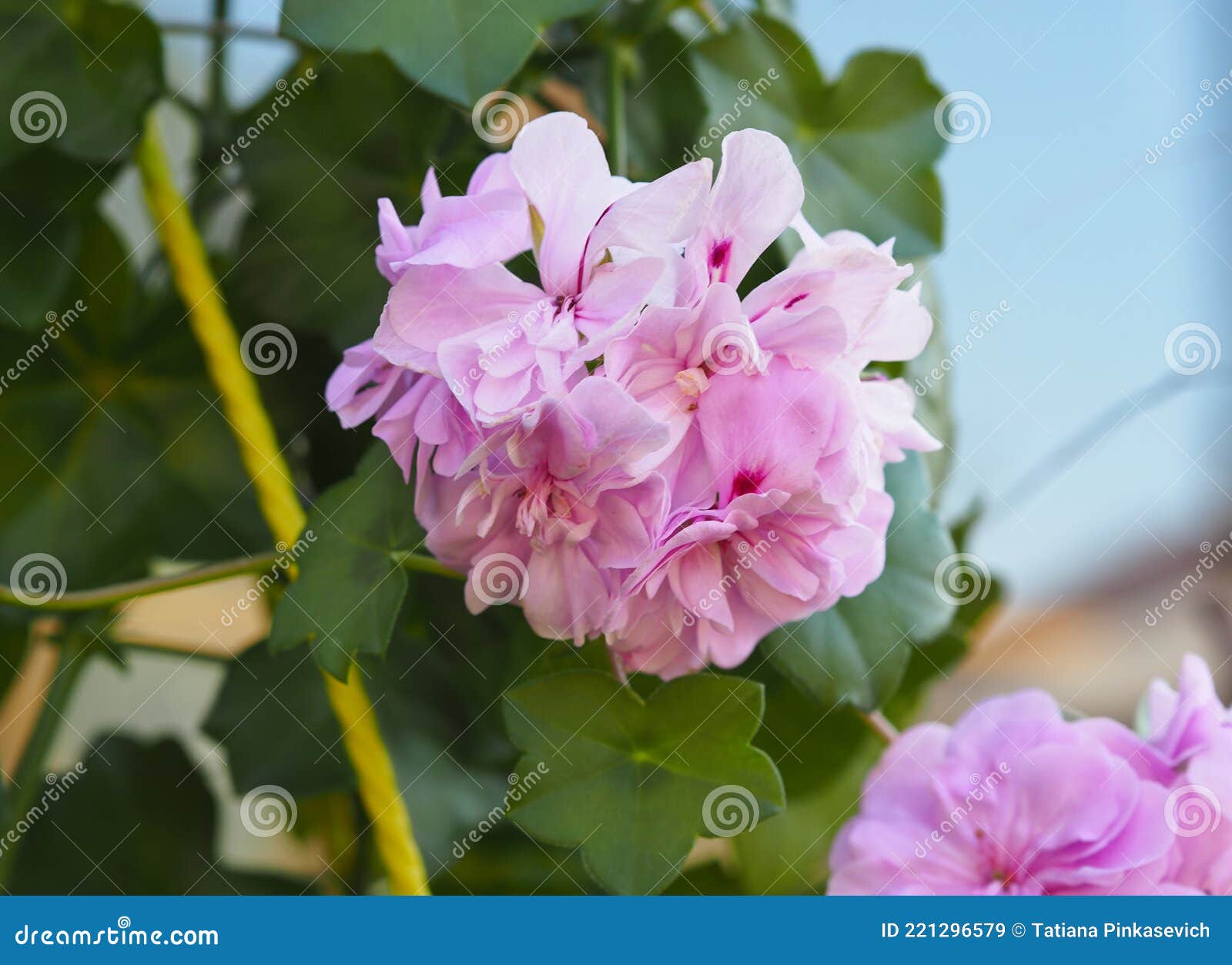 Flor De Gerânio Rosa Com Variedade De Gerânio Com Folhas De Mariquinaria.  Geranium Sakura Ivy. O Nome Científico Desta Flor é Imagem de Stock -  Imagem de flor, beleza: 221296579